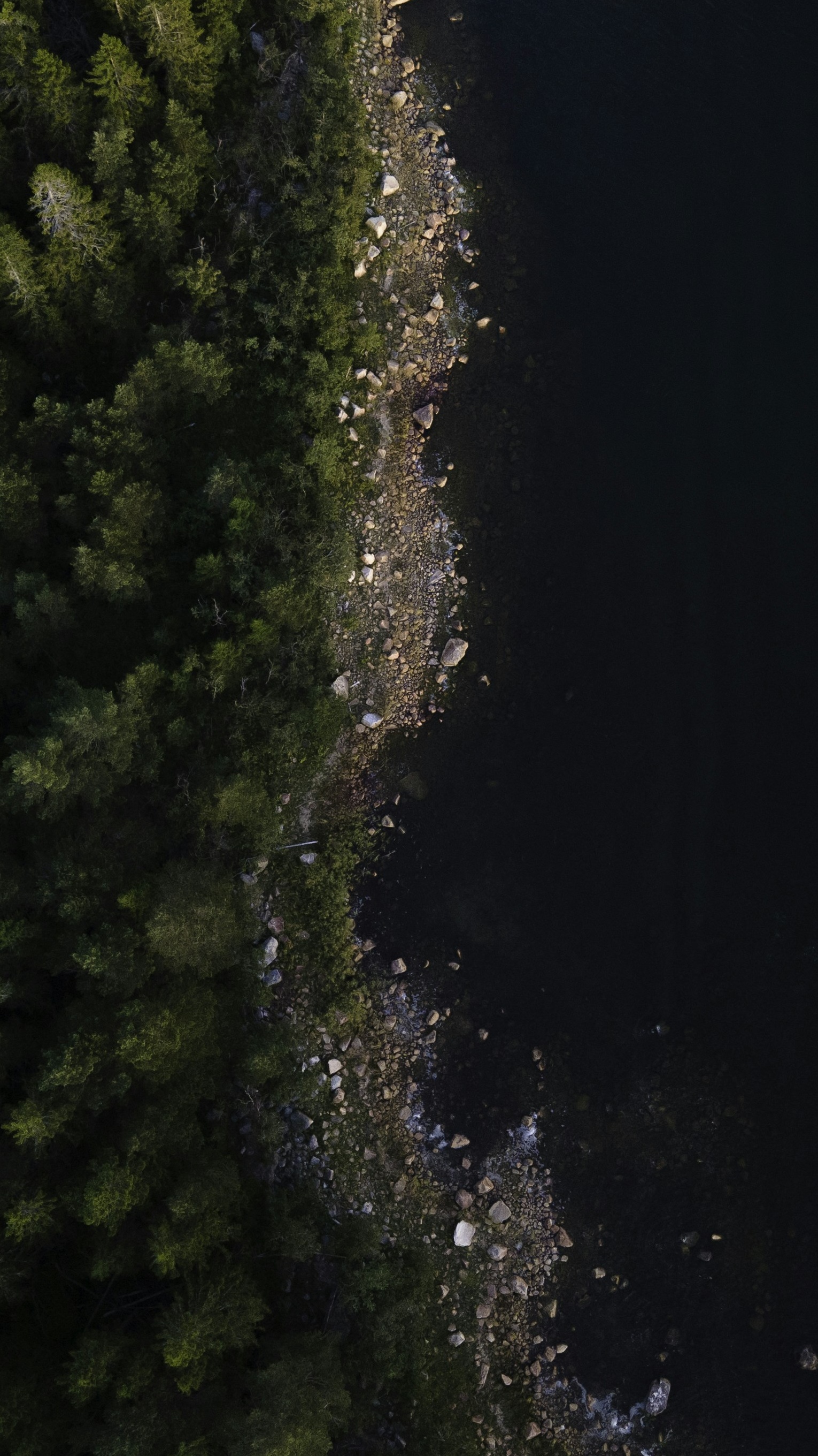 Forest & Flora