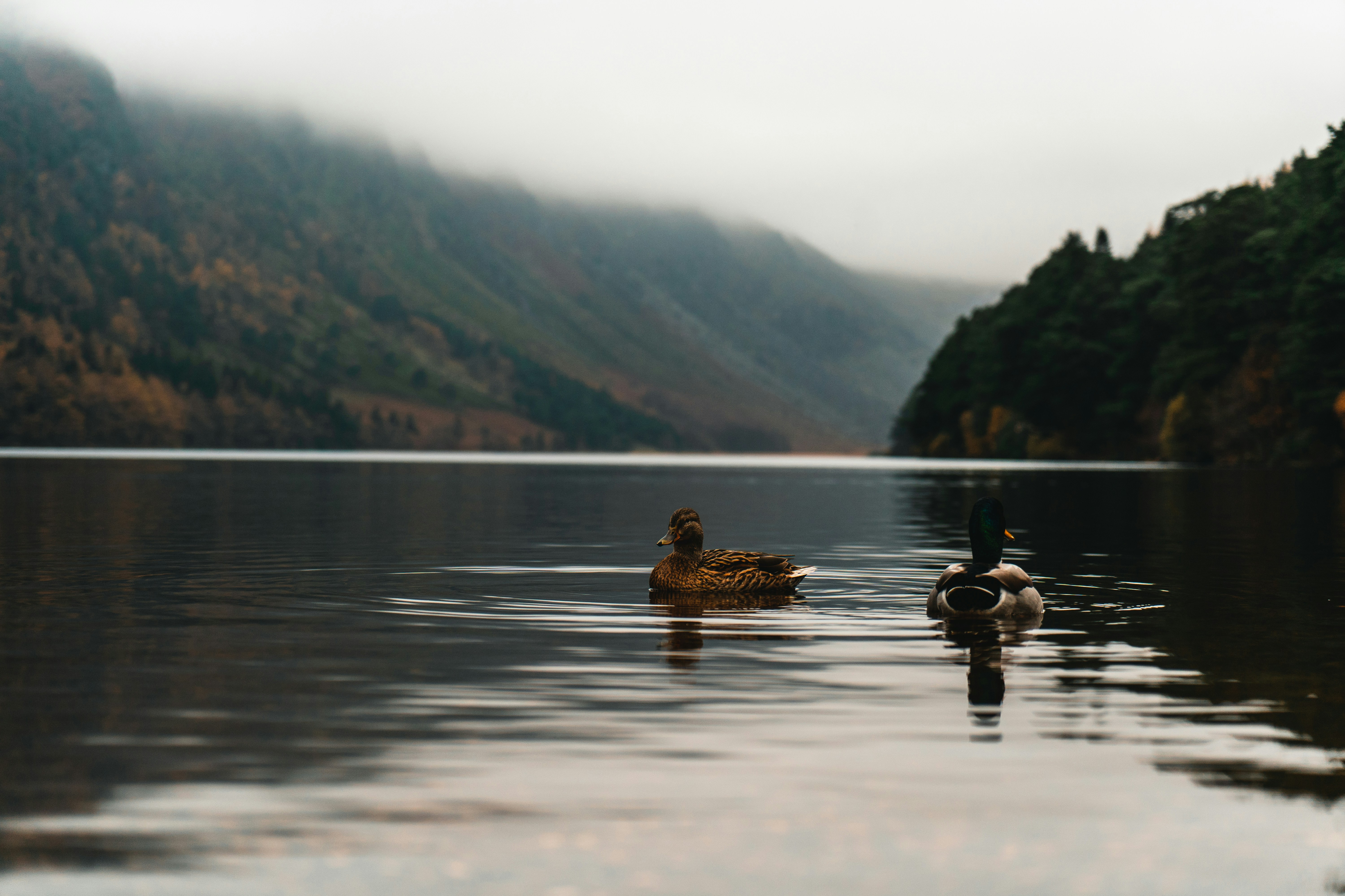 Two Ducks on Misty Mountain Lake