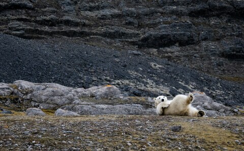 Polar Bear Resting On Rocky Terrain
