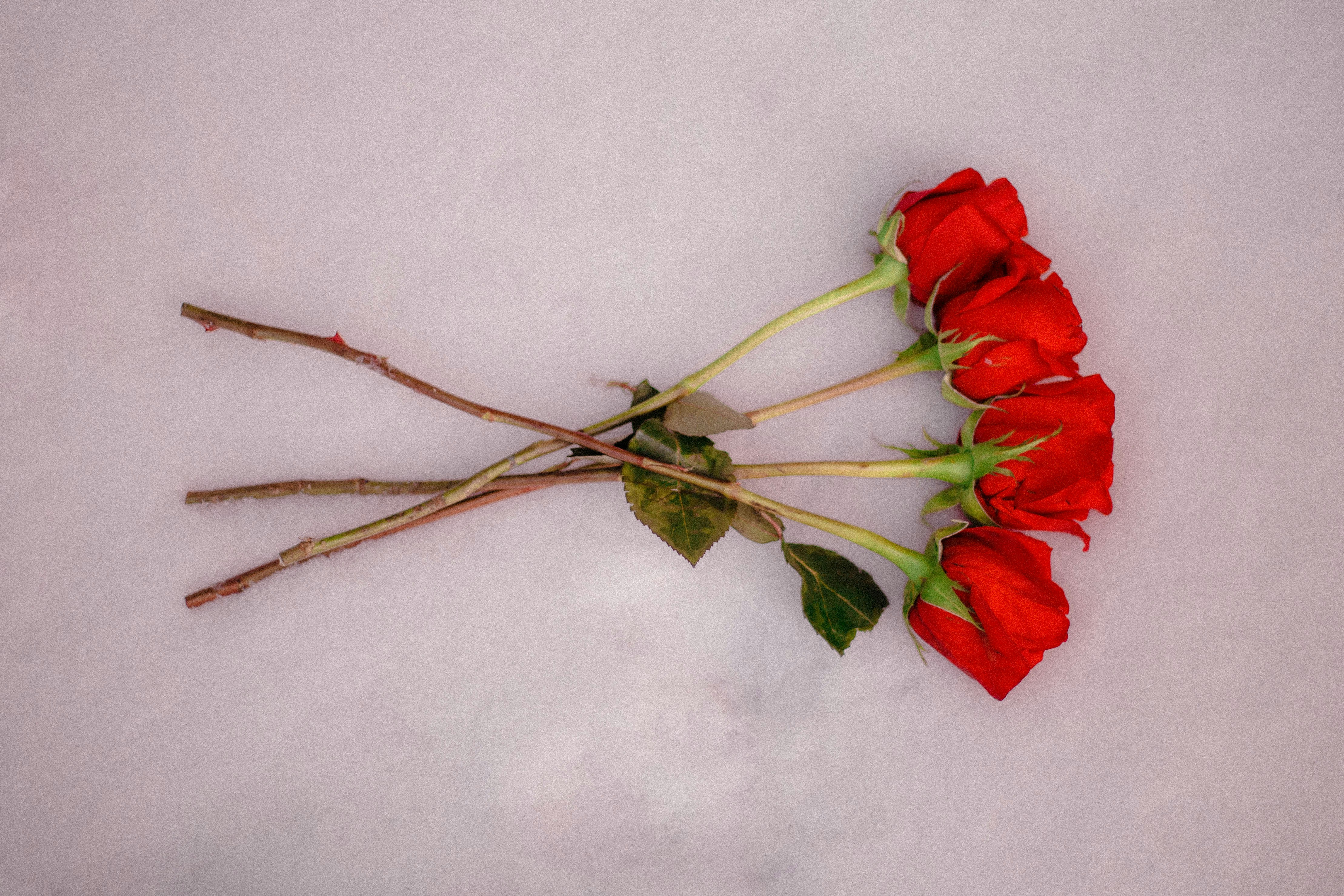 Four Red Roses on Light Gray Background