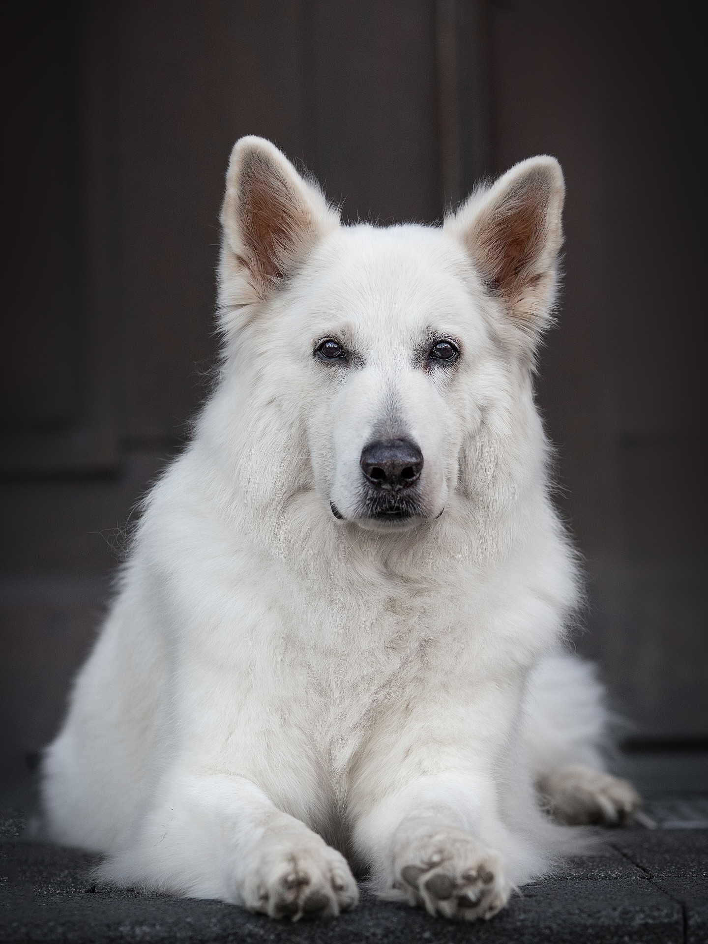 White German Shepherd Lying Down