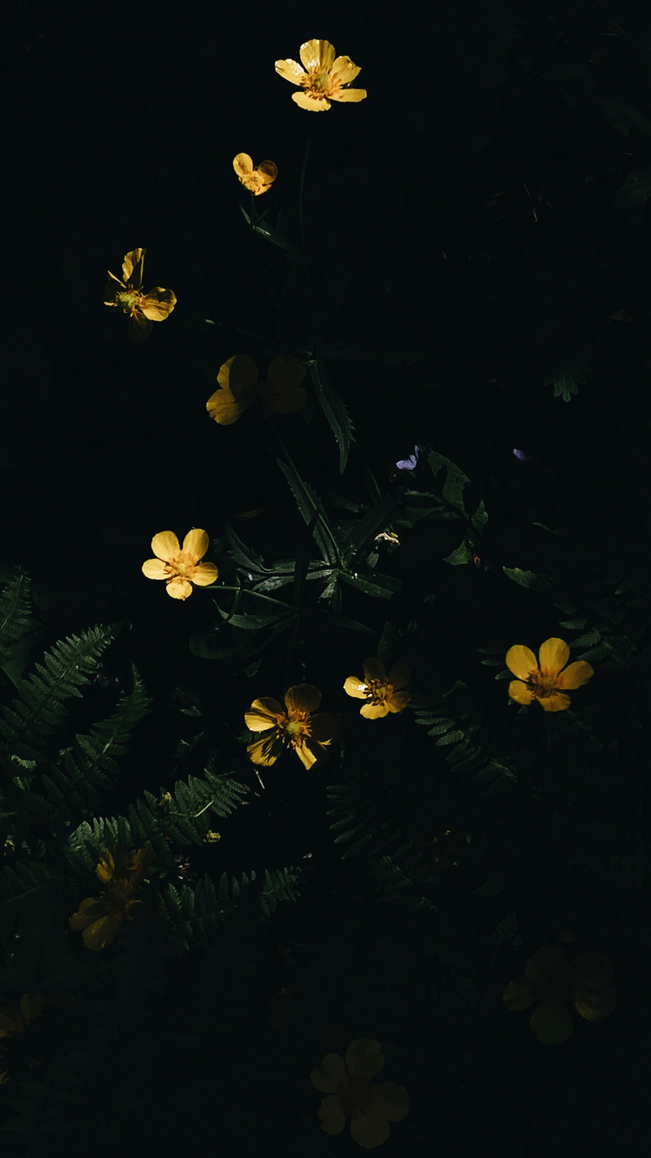 Wallpapers