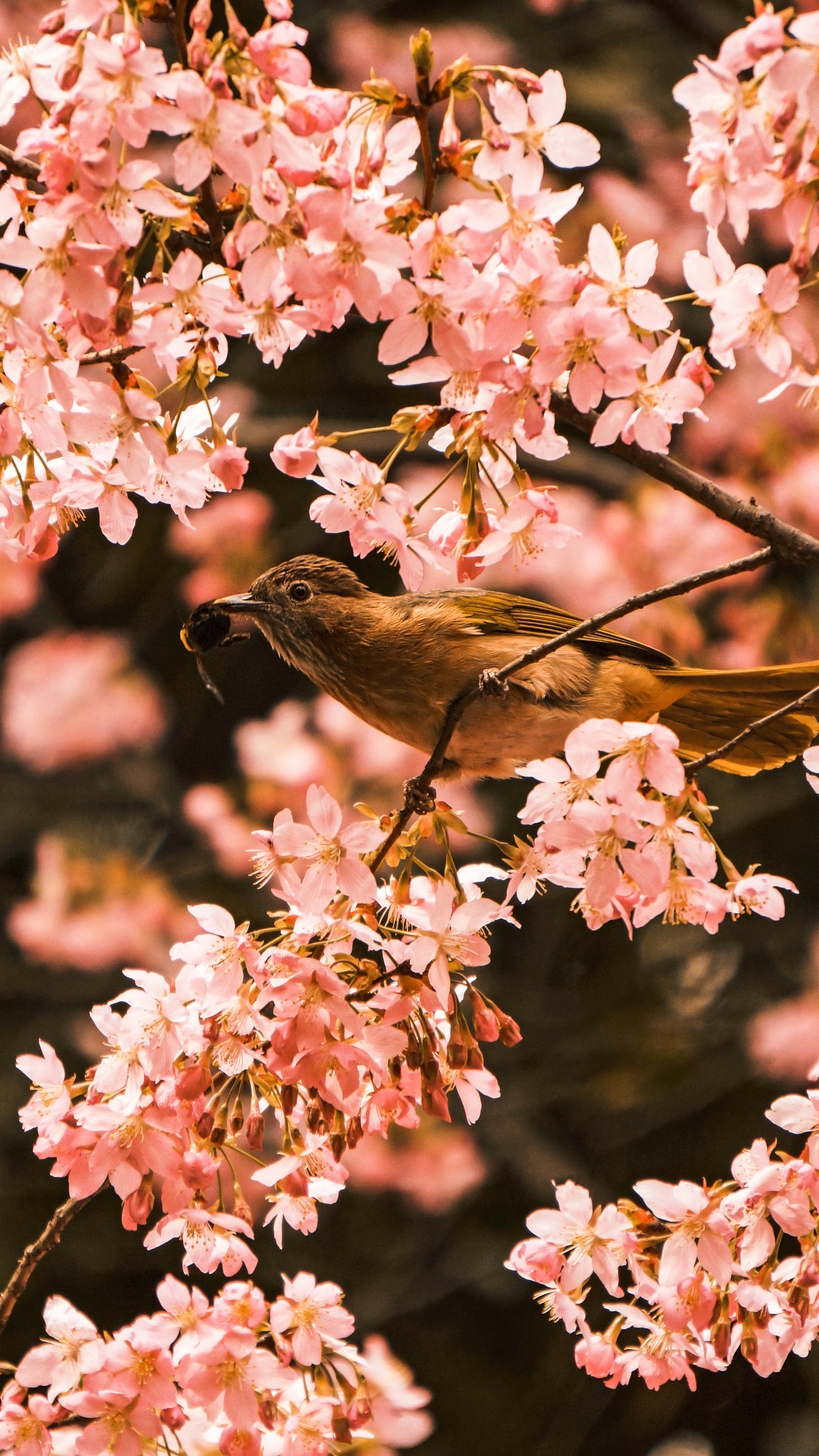 Bird Perched Among Cherry Blossoms