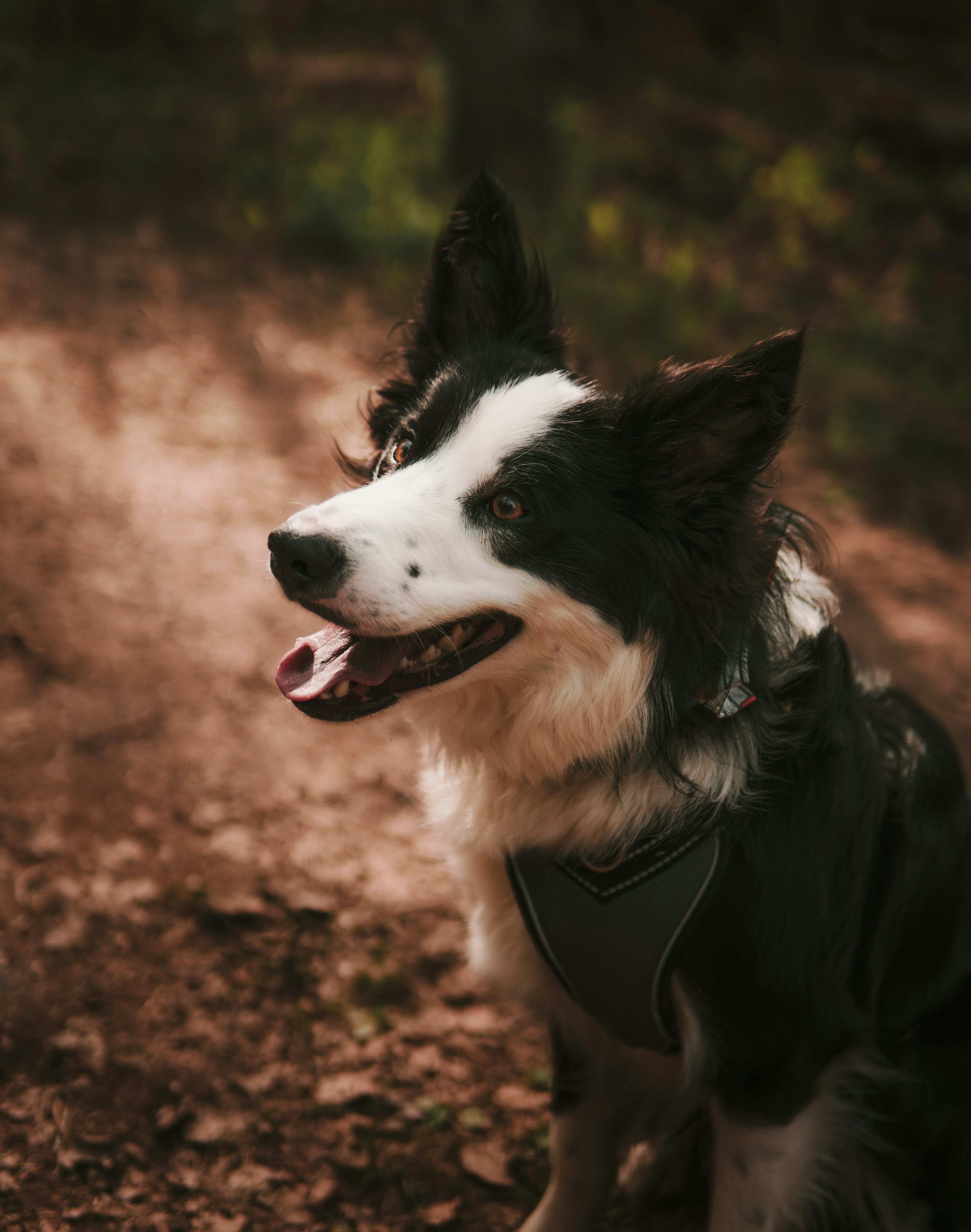 Border Collie on Dirt Forest Path