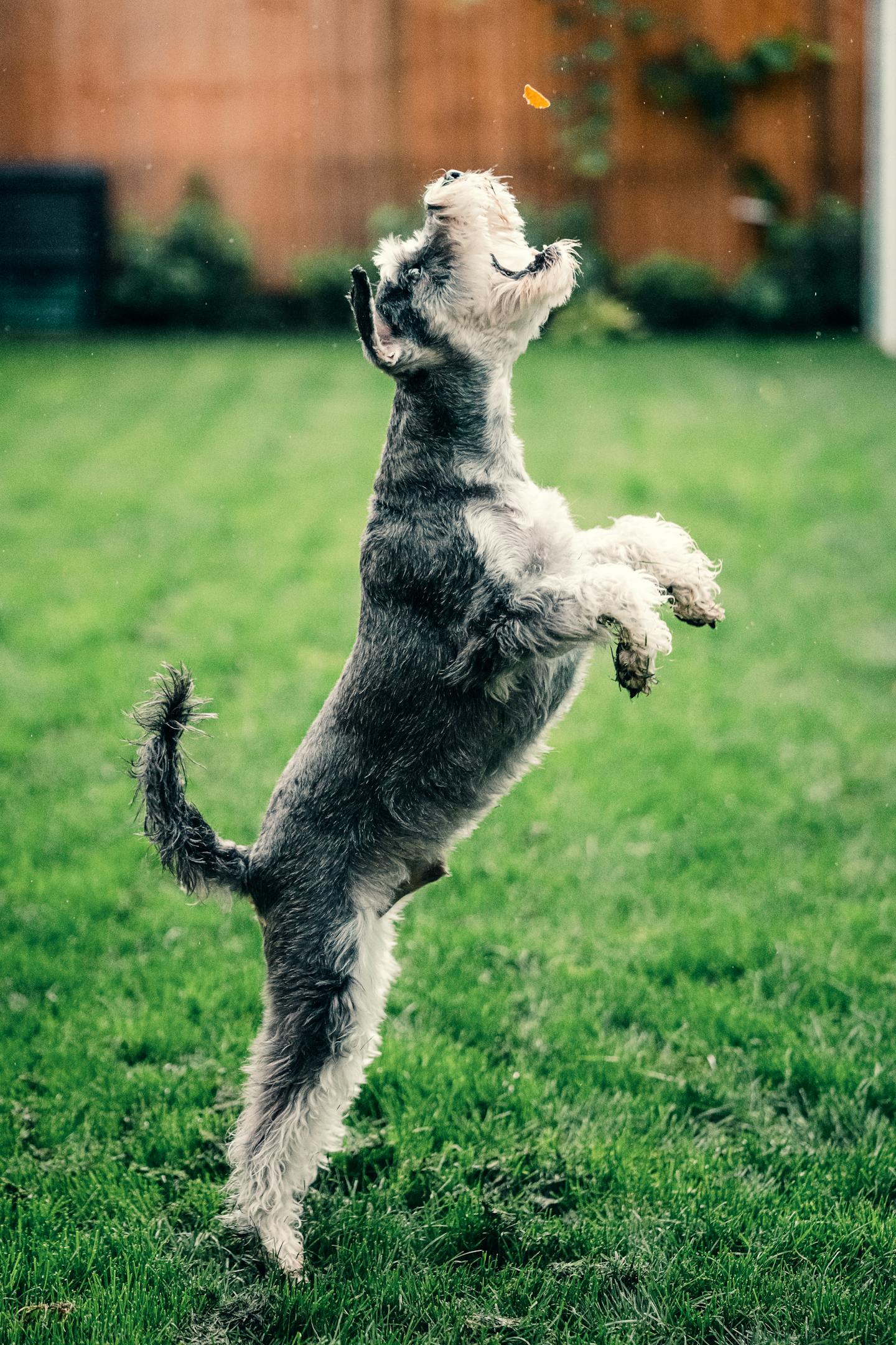Image 93923 — Pets