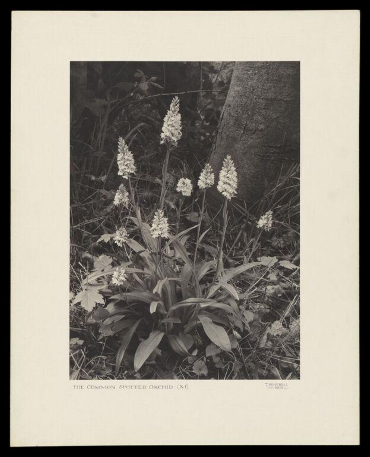 Common Spotted Orchid