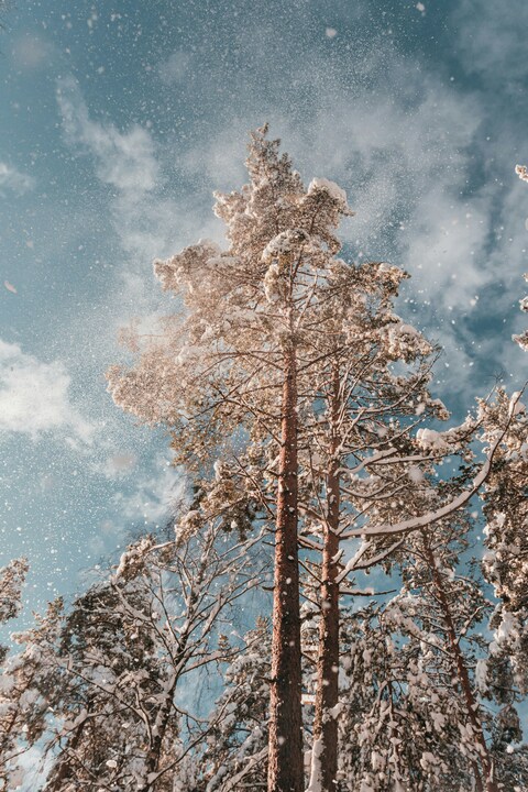 Snow-covered Pines Under Winter Sky