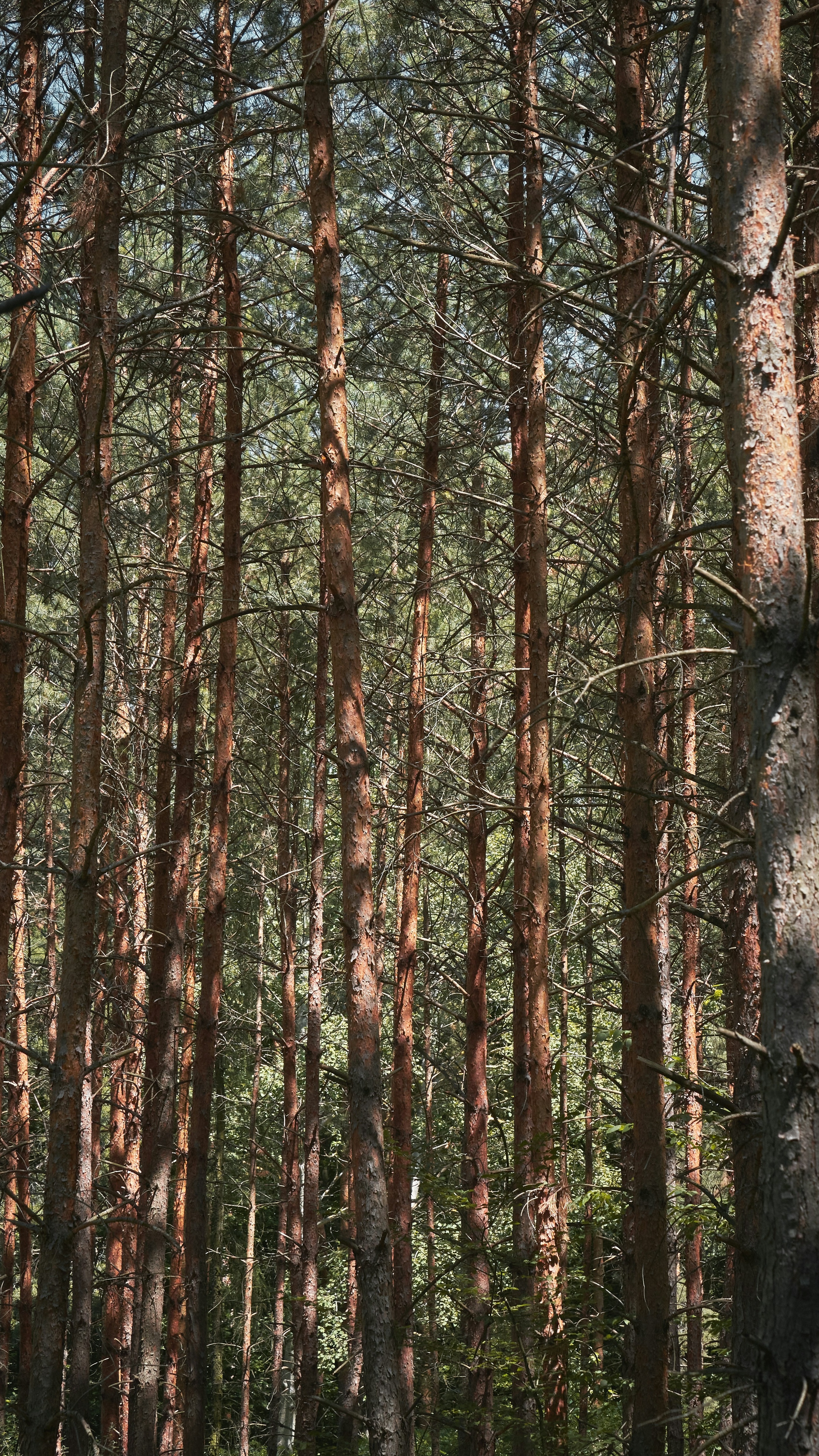 Dense Tall Pine Forest