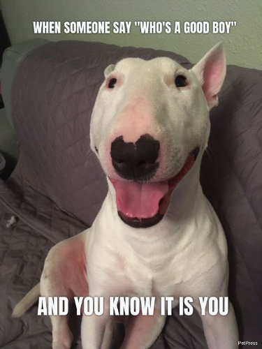 Happy Good Boy Dog Meme