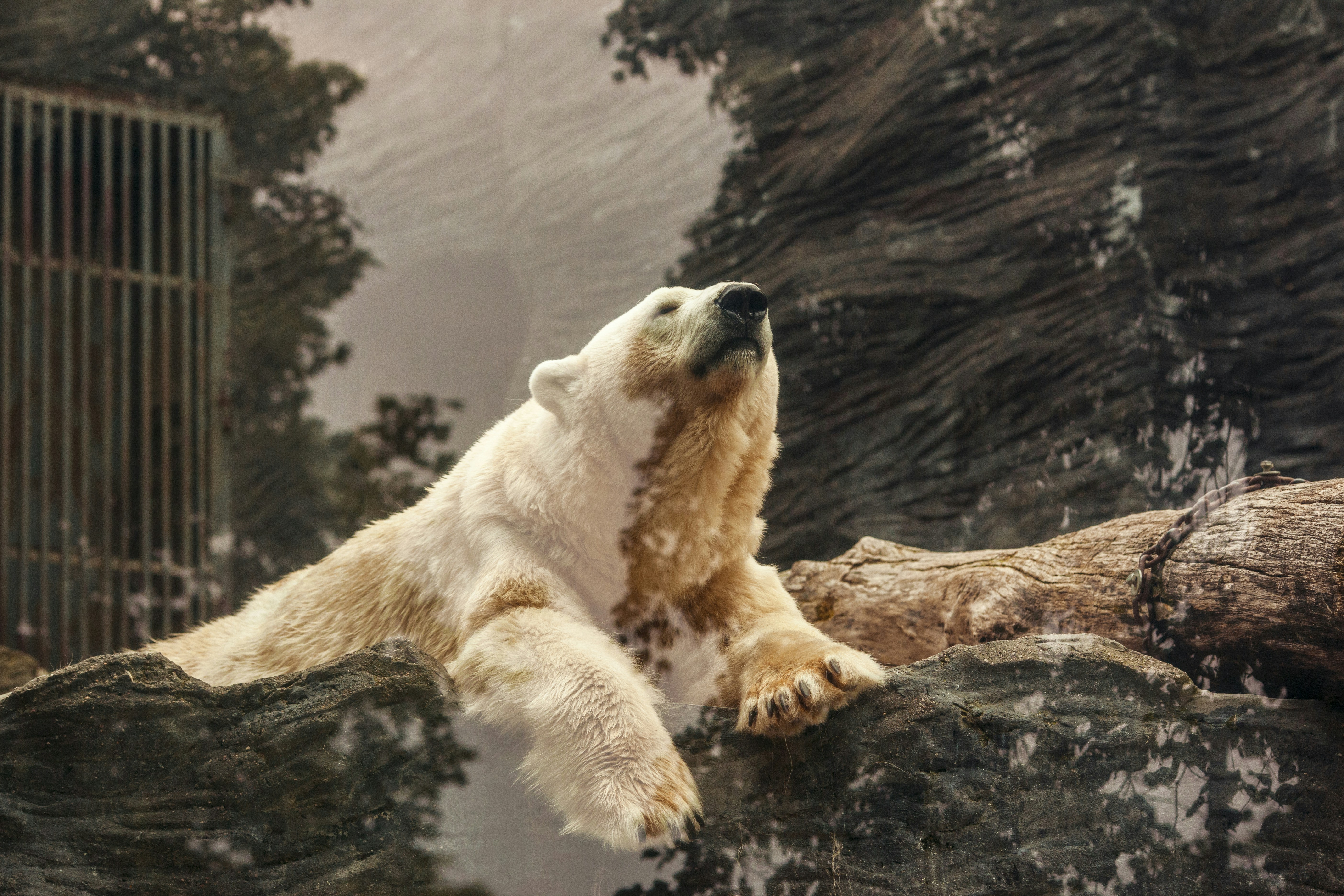 Polar Bear Resting in Zoo Enclosure