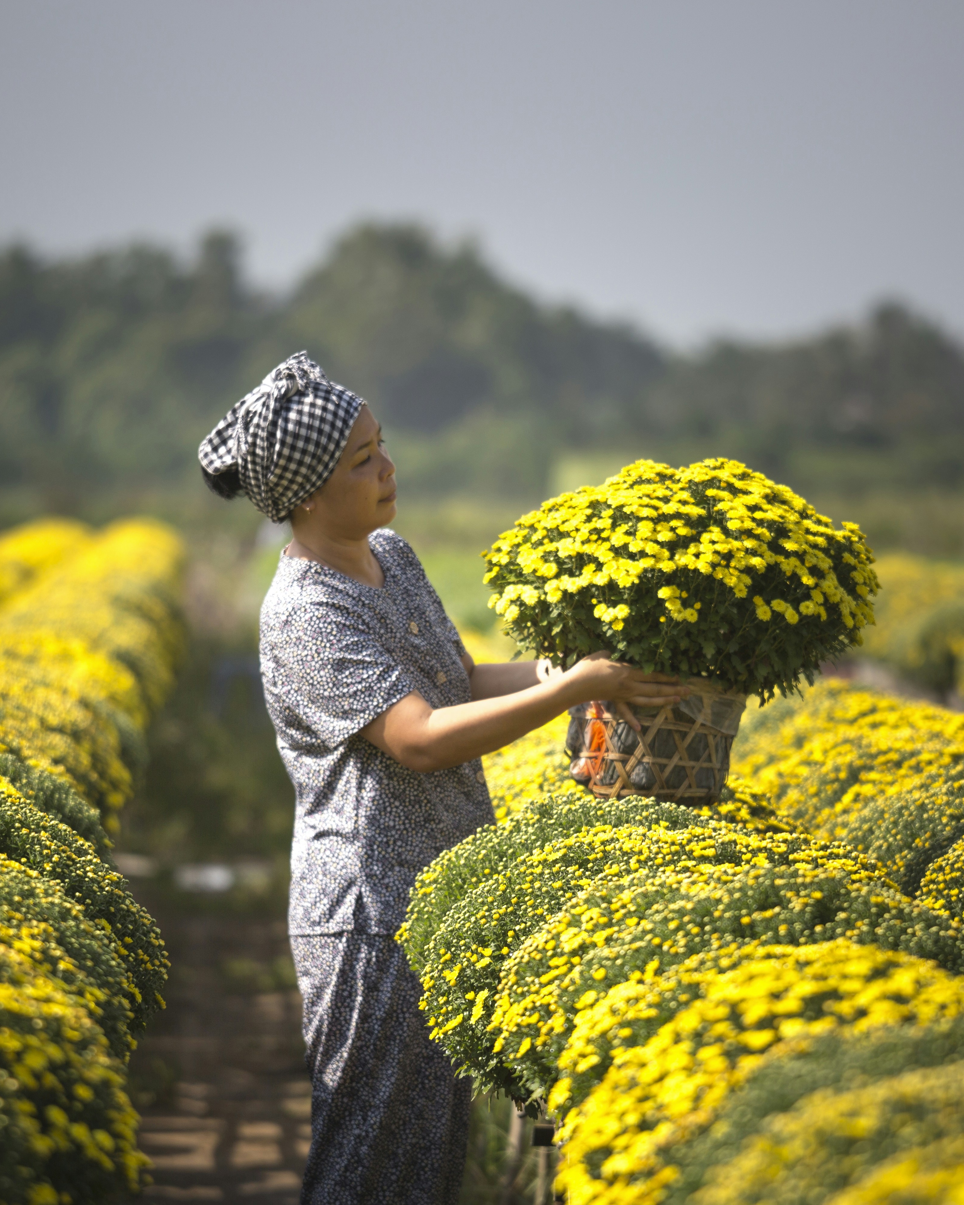 Farmer Working in Yellow Chrysanthemum Farm