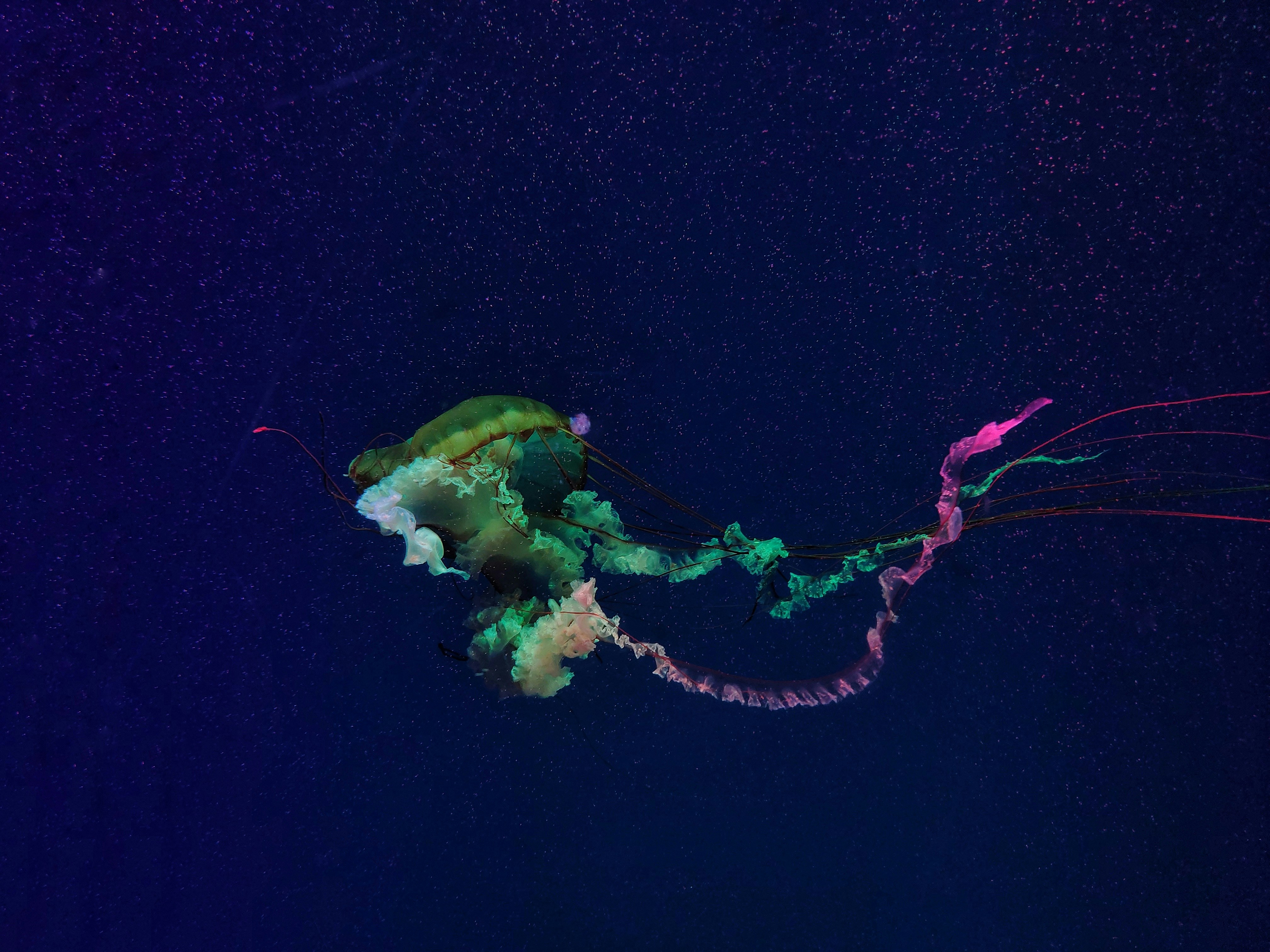 Glowing Jellyfish in Deep Sea