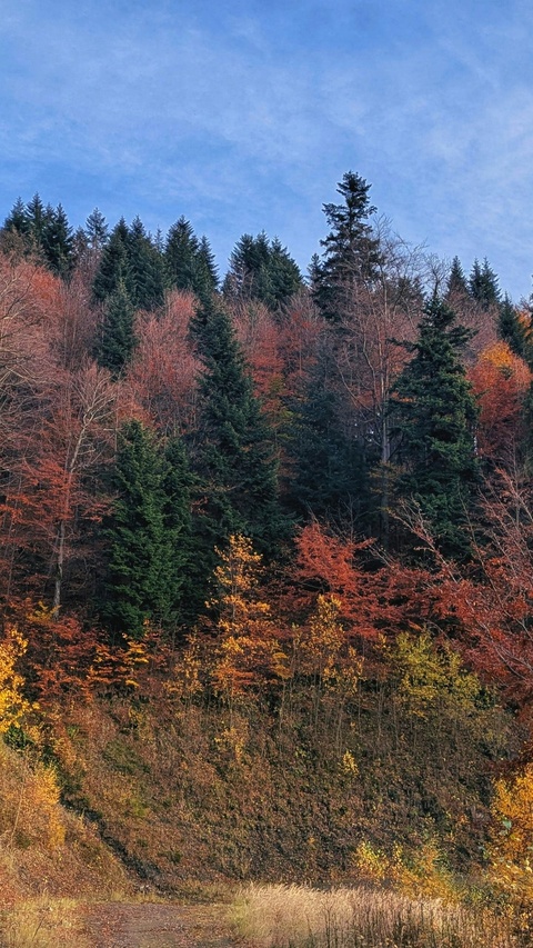 Autumn Hillside Forest Landscape