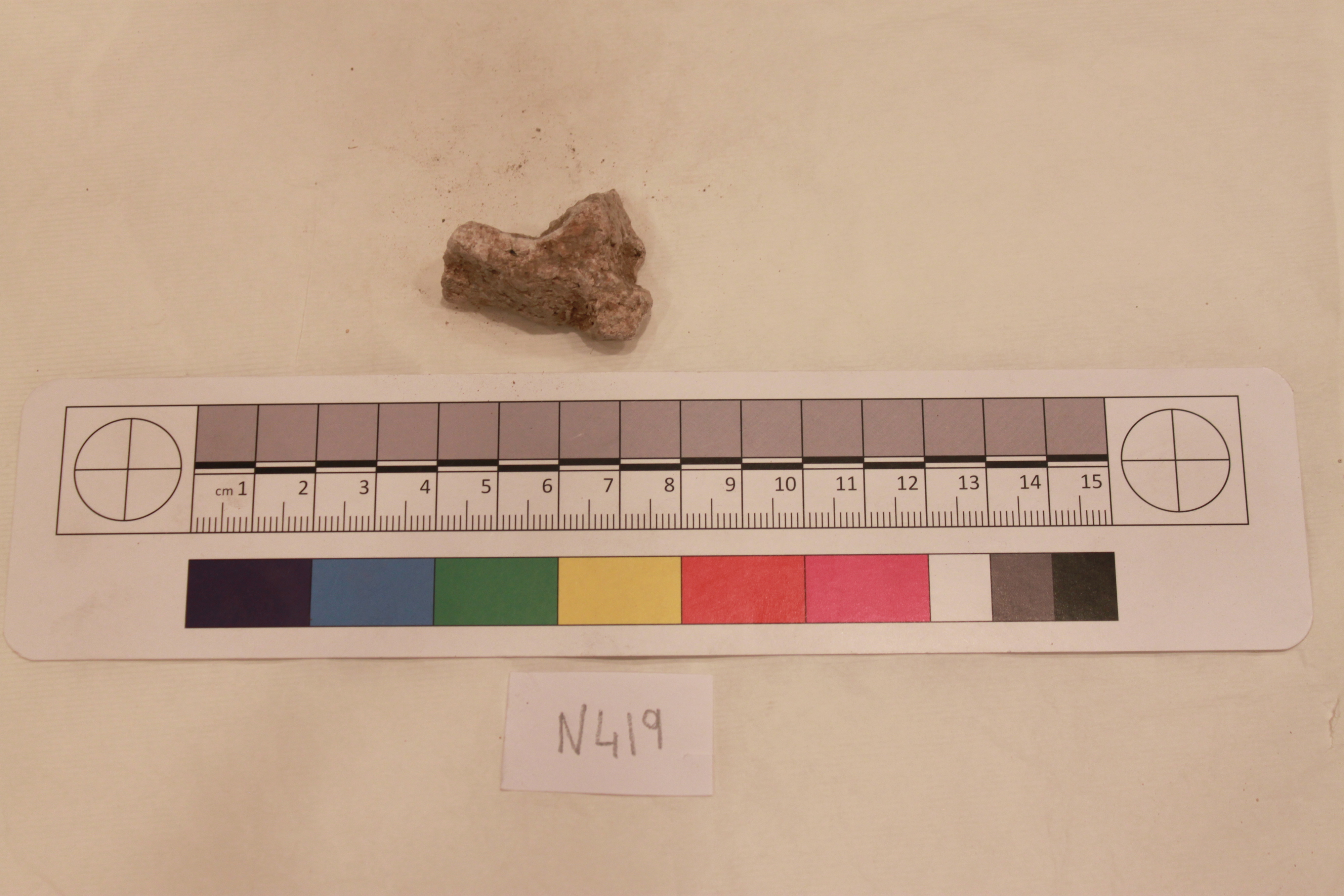 Fossil Bone Specimen with Scale Ruler
