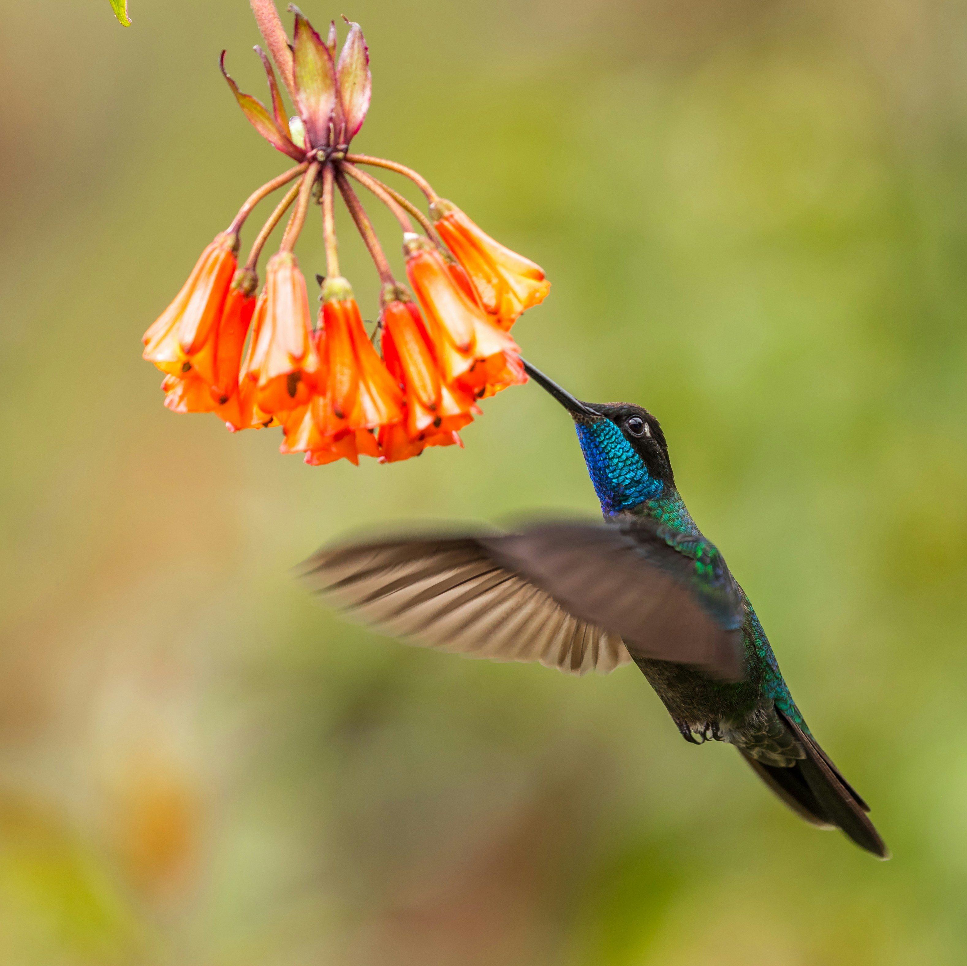 Hummingbird Feeding on Orange Bell Flowers