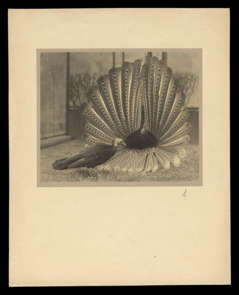 Vintage Photo of Courting Argus Pheasants