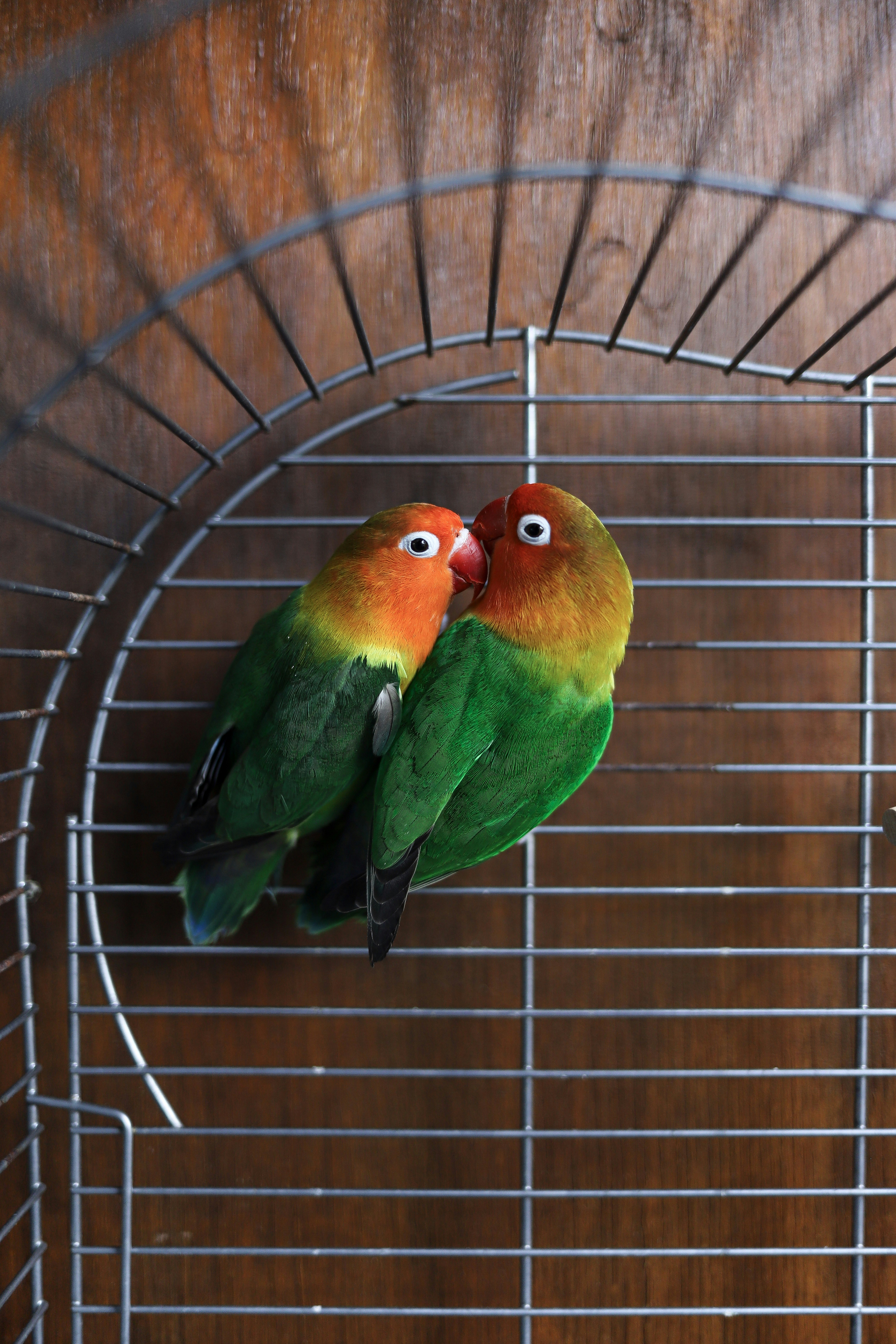 Two Lovebirds Kissing In Birdcage
