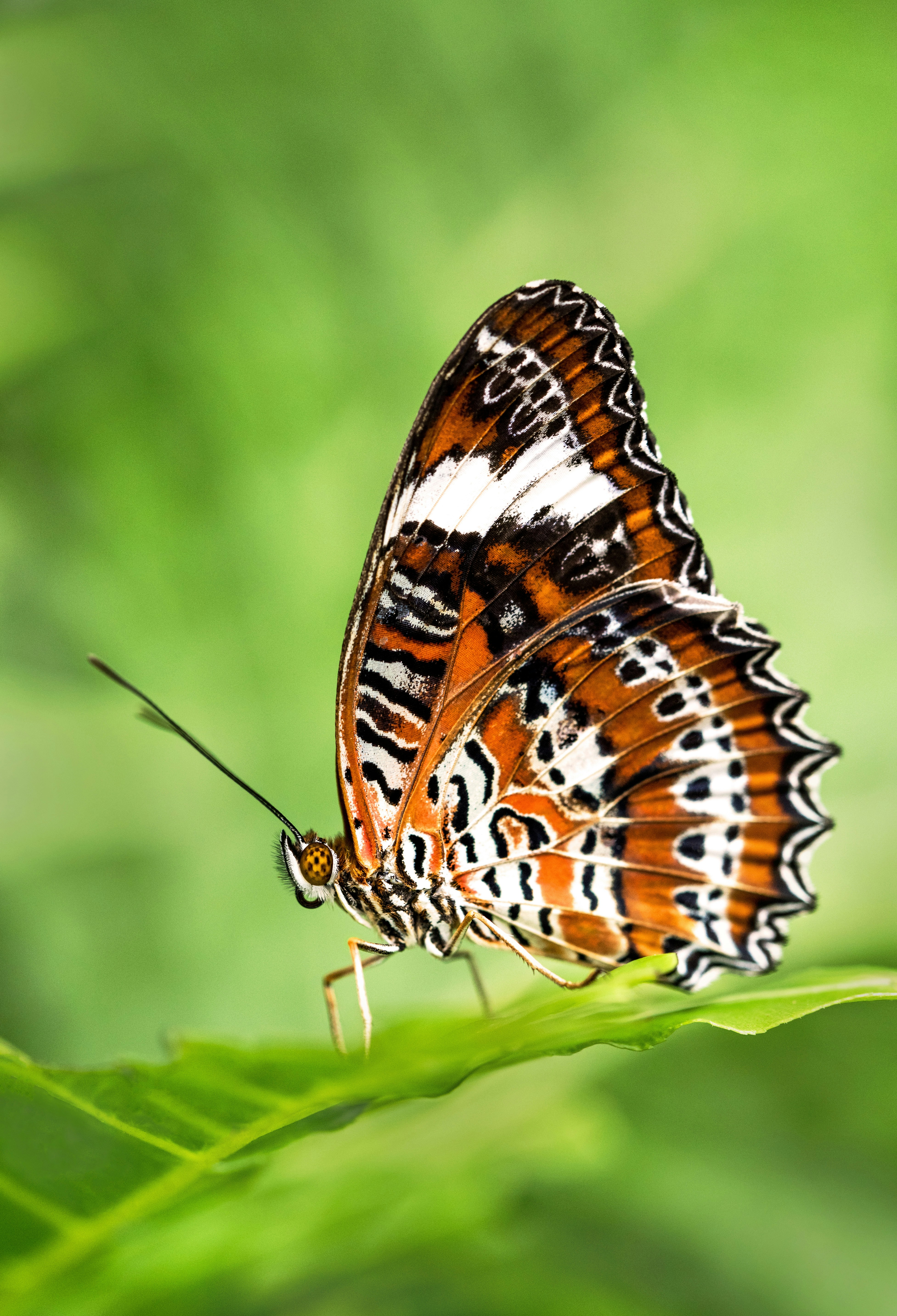 Patterned Butterfly Resting on Leaf
