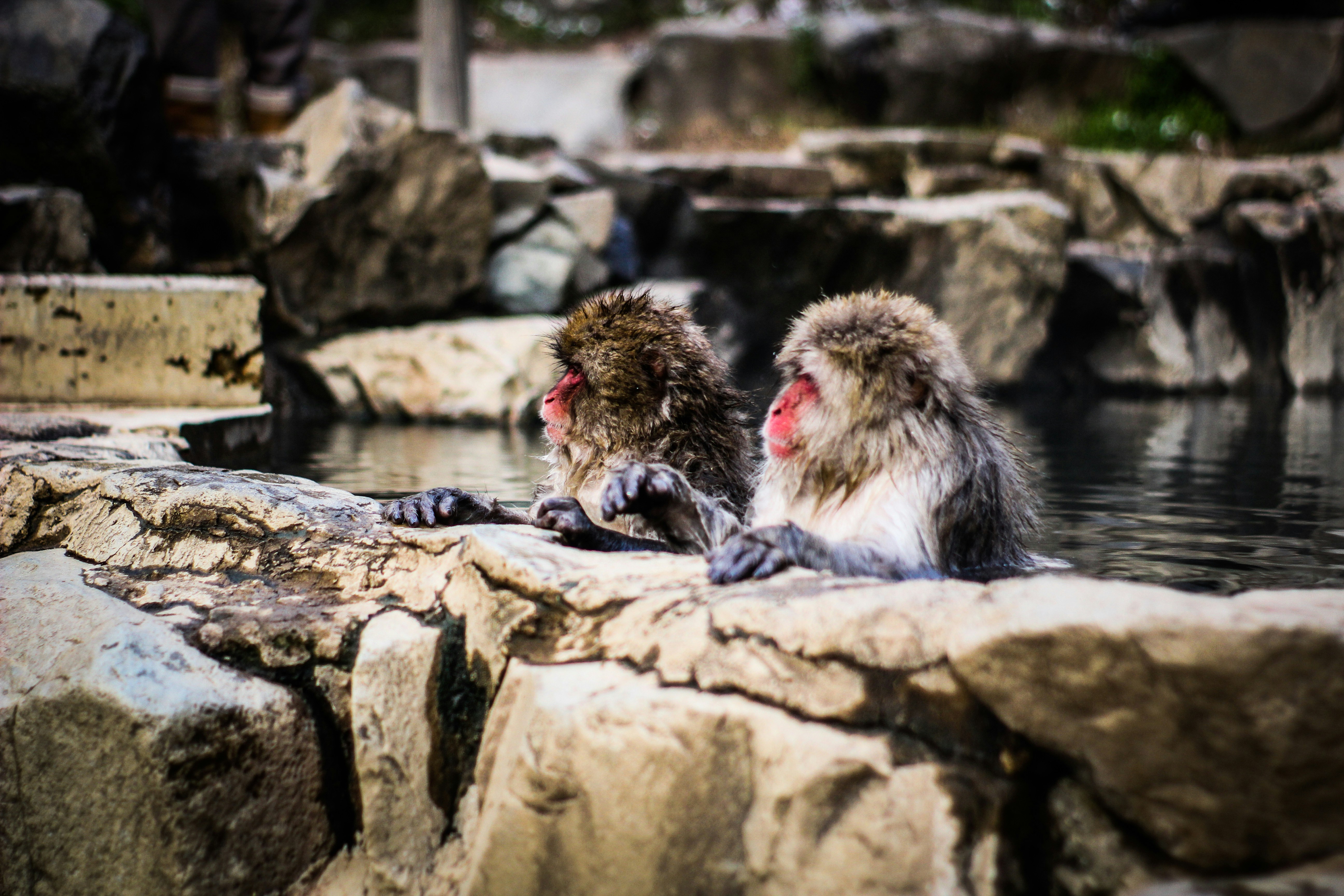 Two Macaques Soaking in Hot Spring