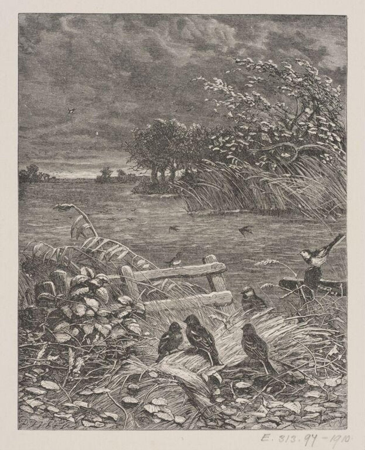 Riverside Birds Vintage Engraving