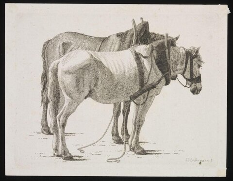 Two Harnessed Work Horses
