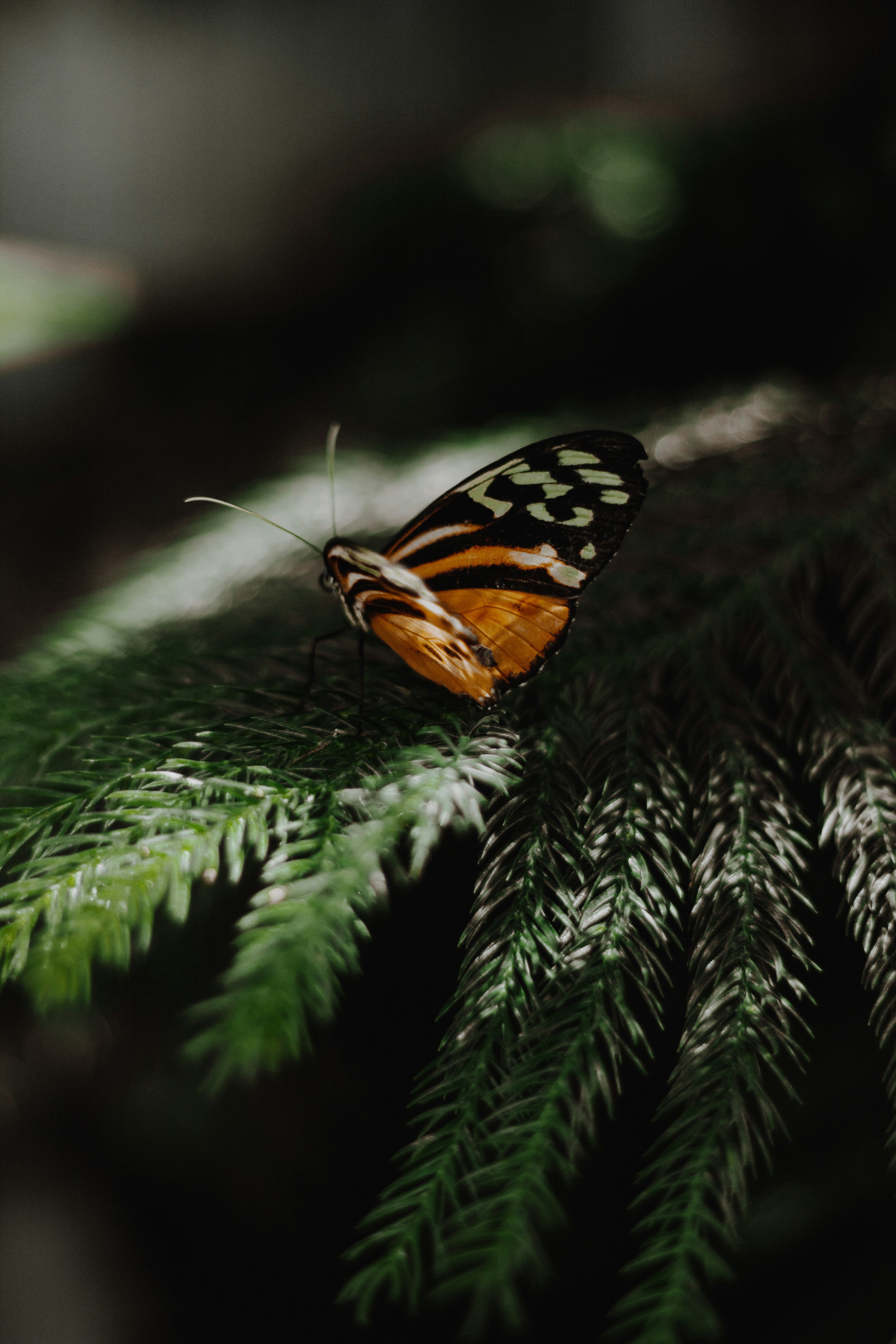 Butterfly Resting on Spruce Needles