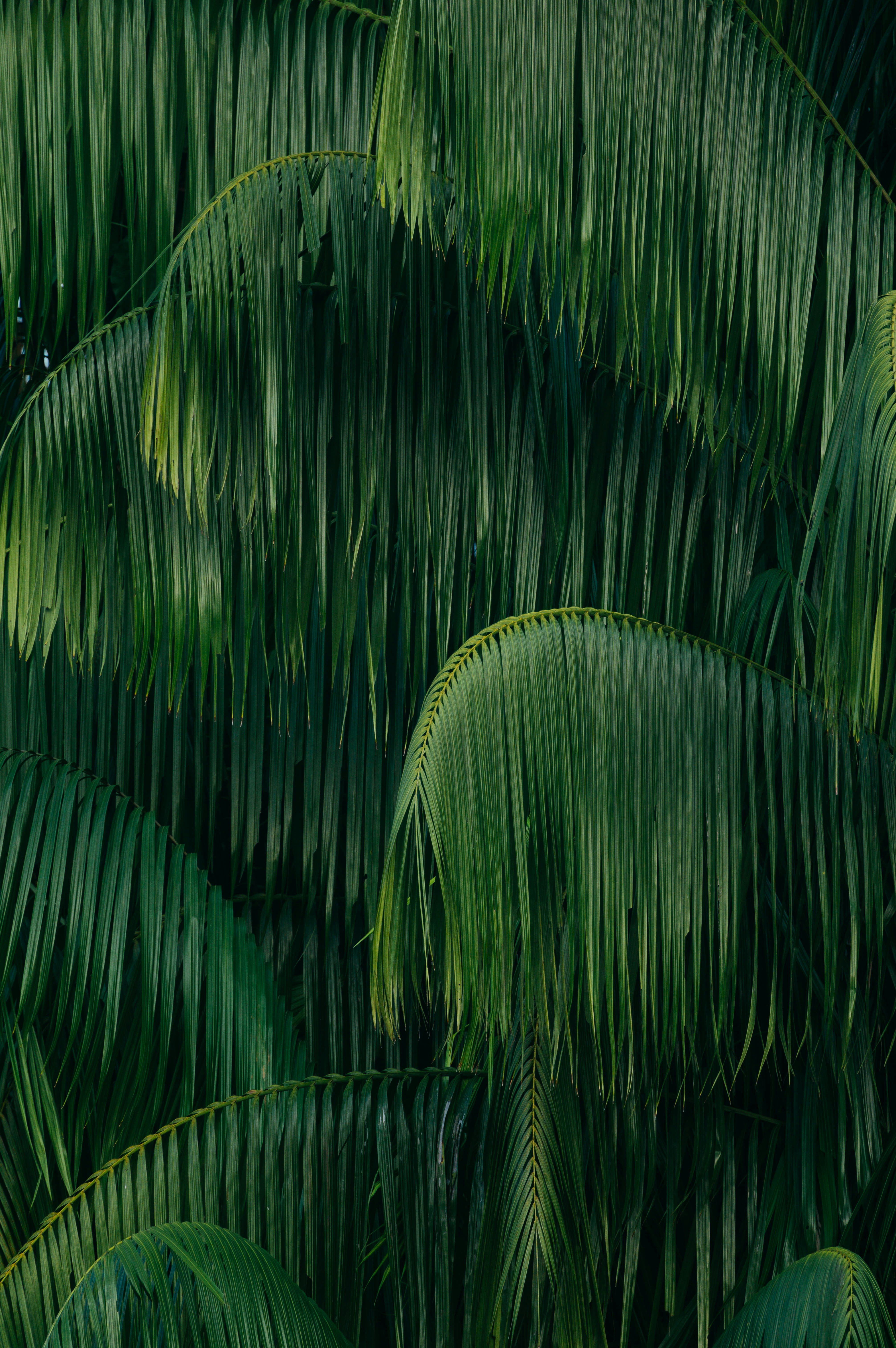 Overlapping Tropical Palm Fronds