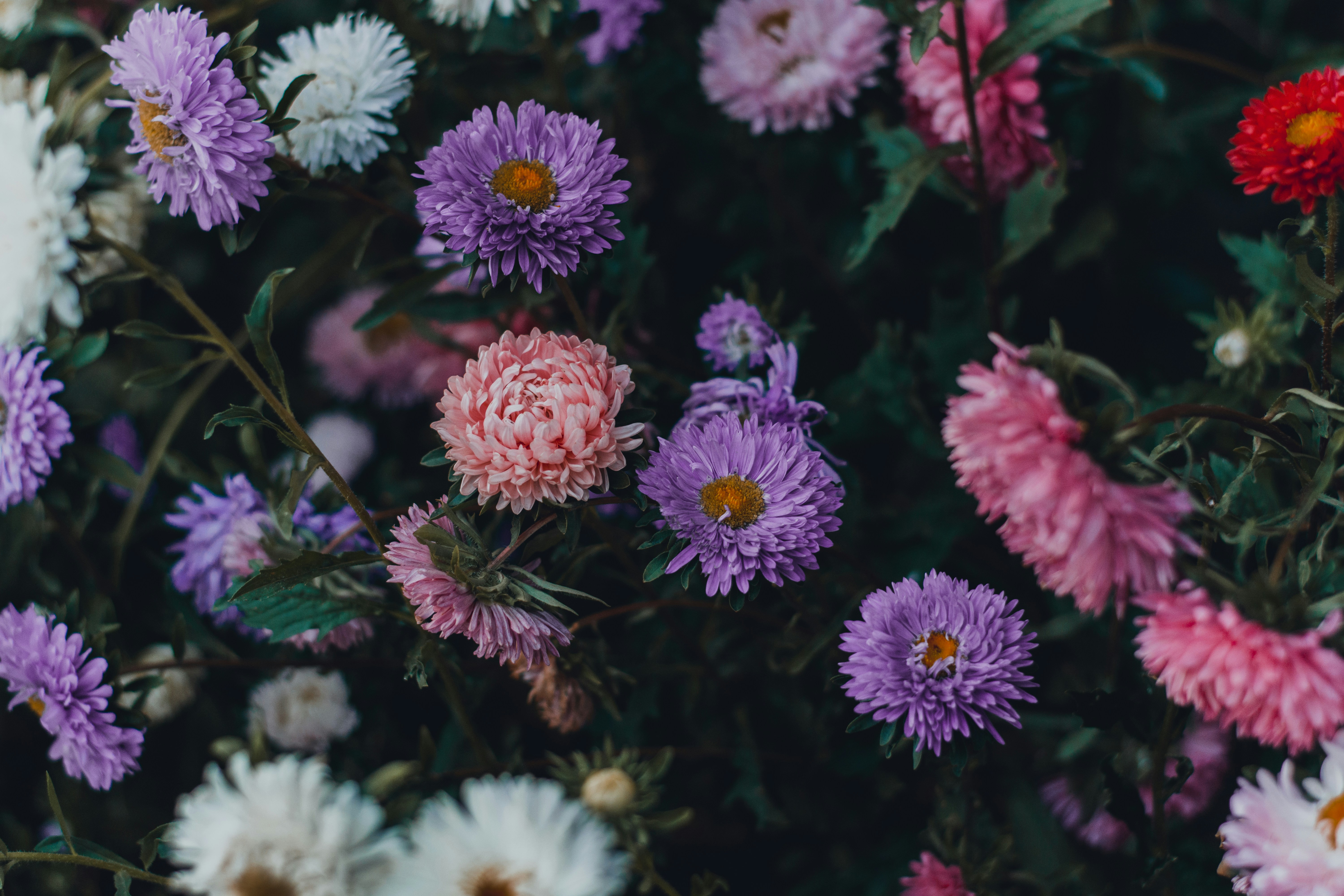 Mixed Color Aster Flowers