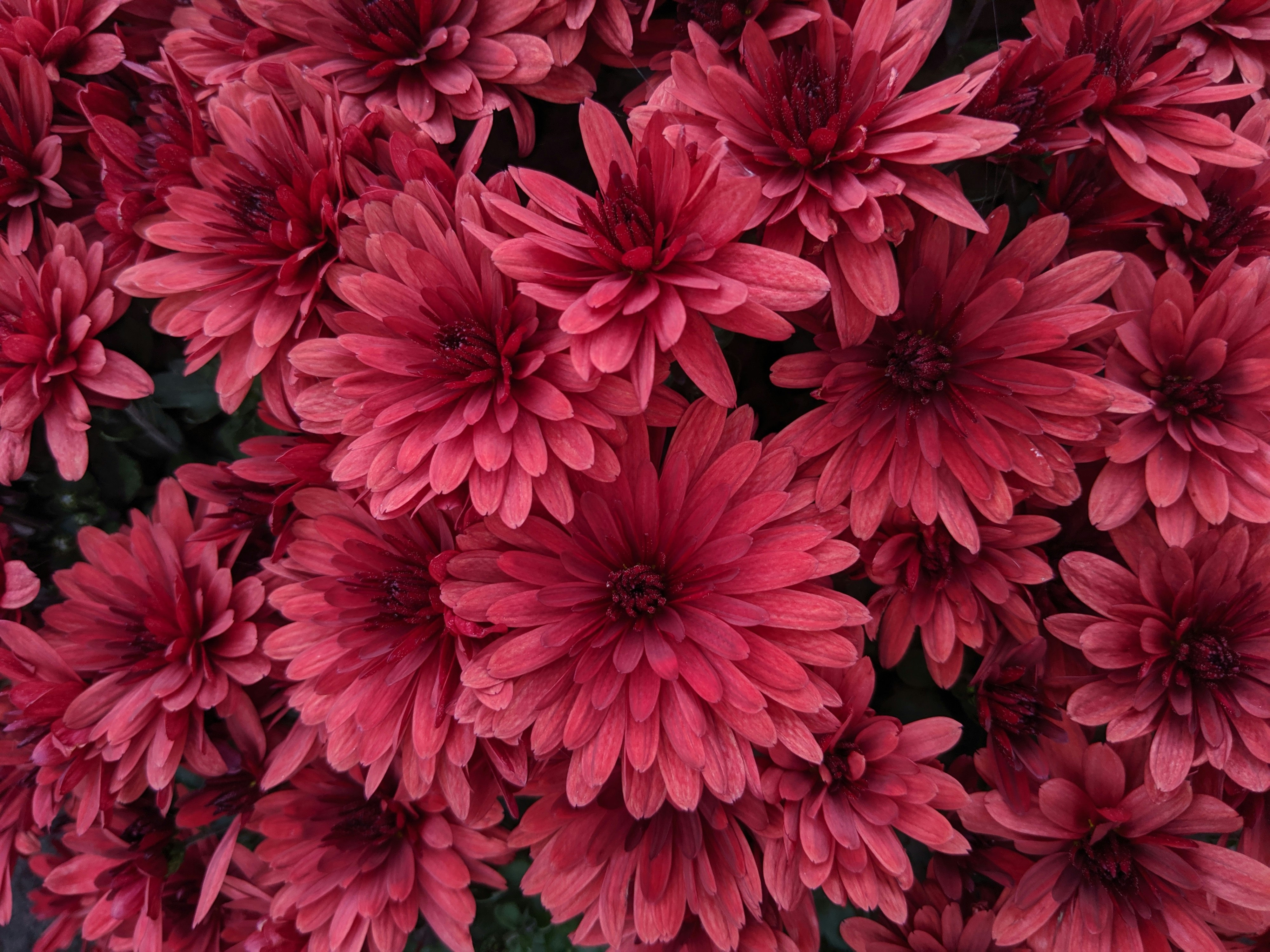 Clustered Red Chrysanthemums