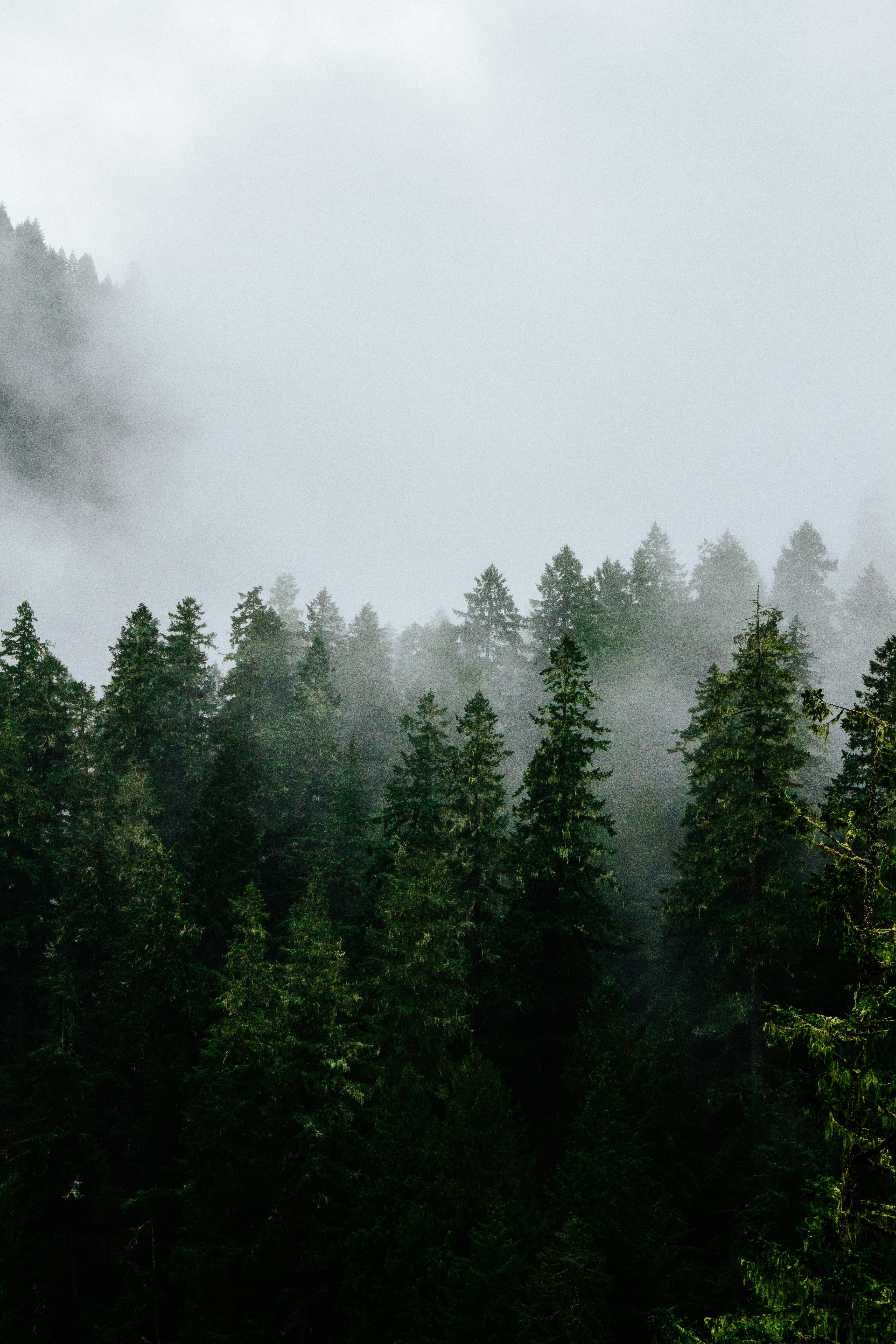 Misty Mountain Coniferous Forest