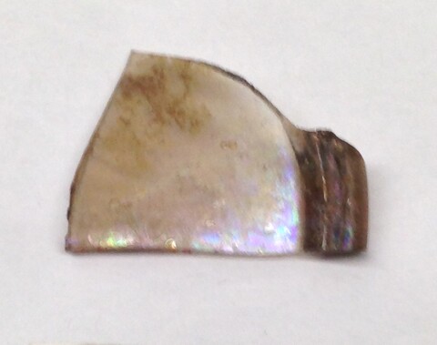 Iridescent Shell Fragment