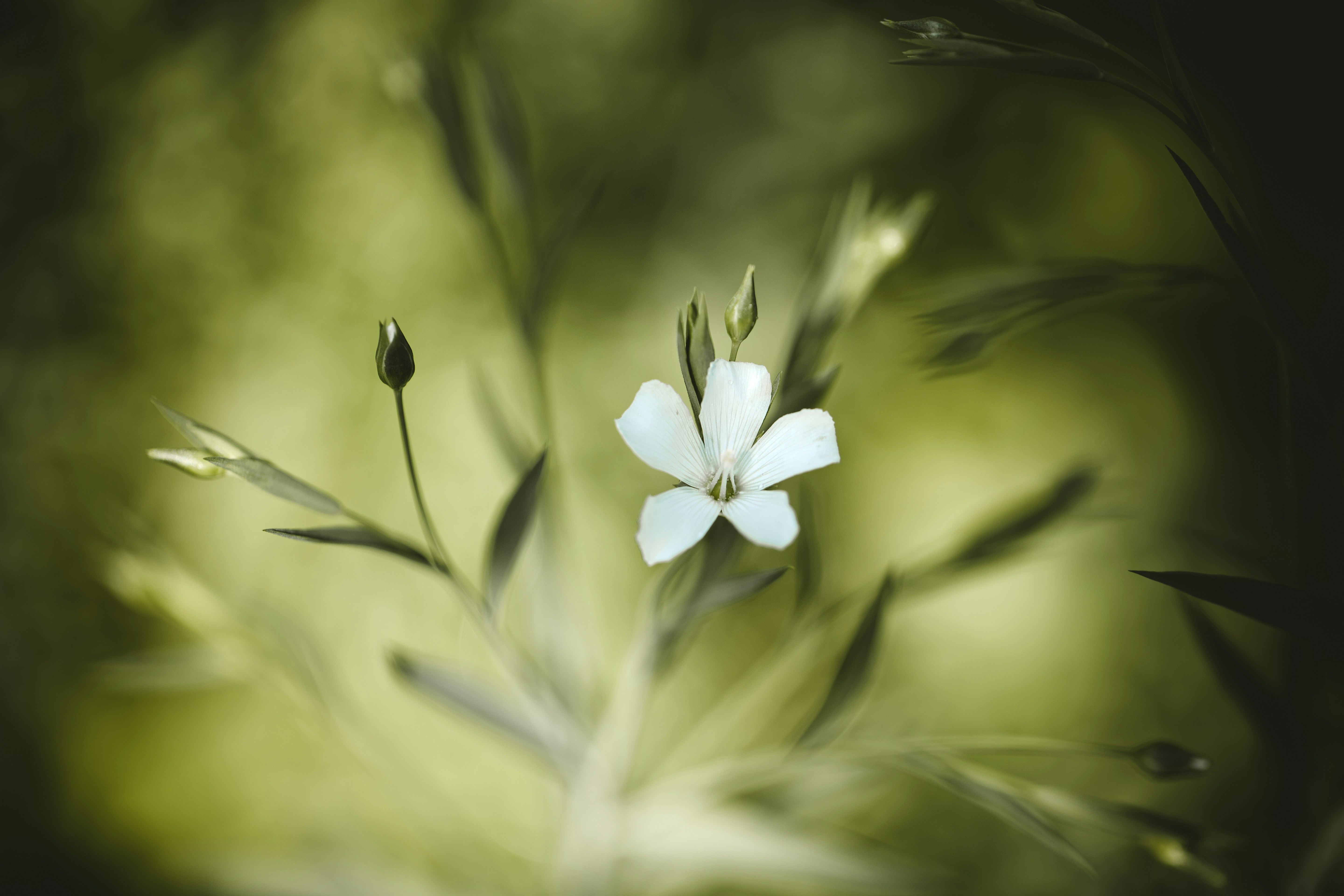 Single White Flax Flower Close-up