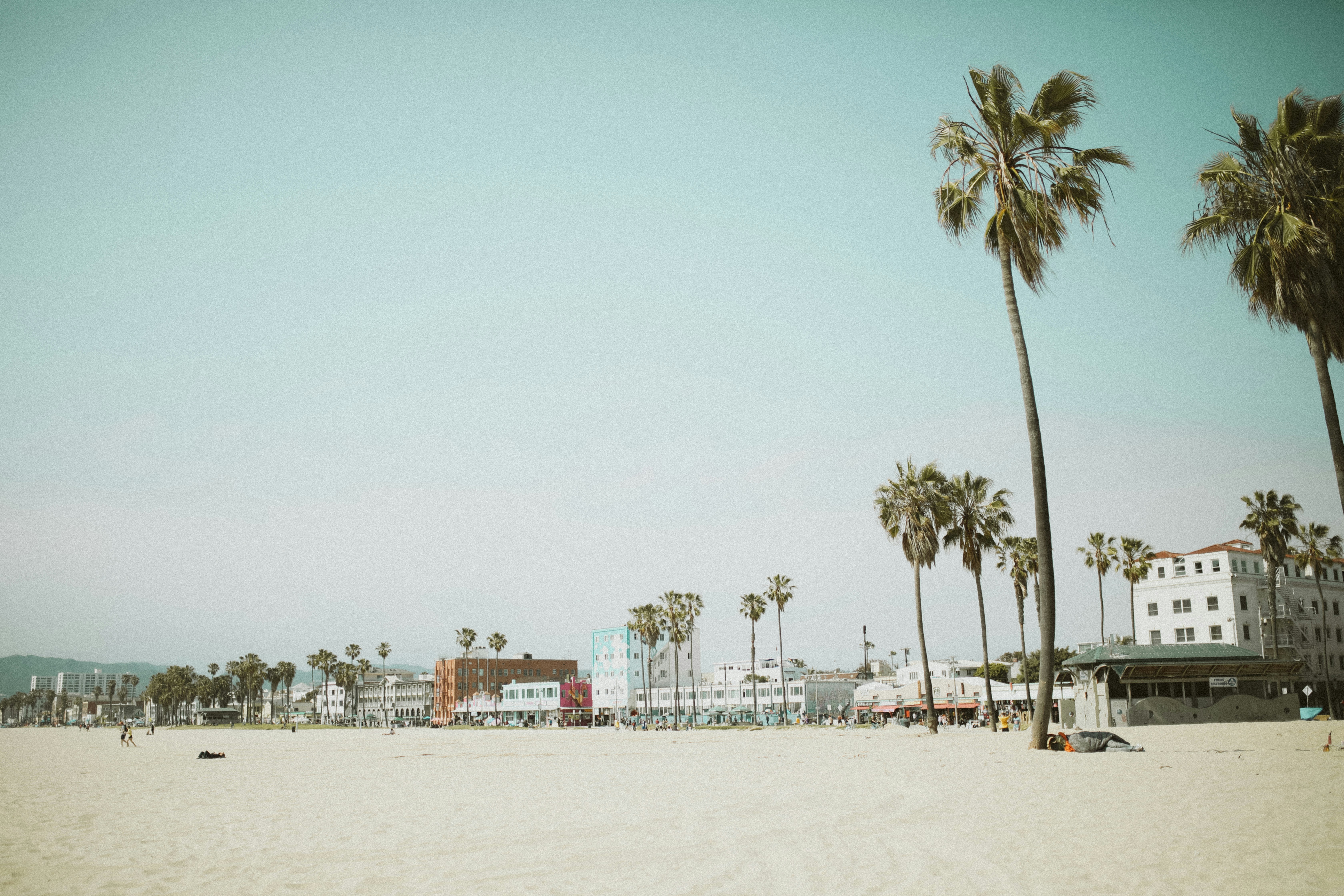 Coastal Beach With Palm Trees