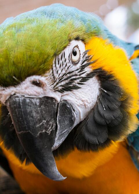 Close-up of a Blue-and-yellow Macaw