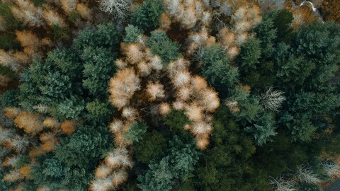 Aerial View of Mixed Forest