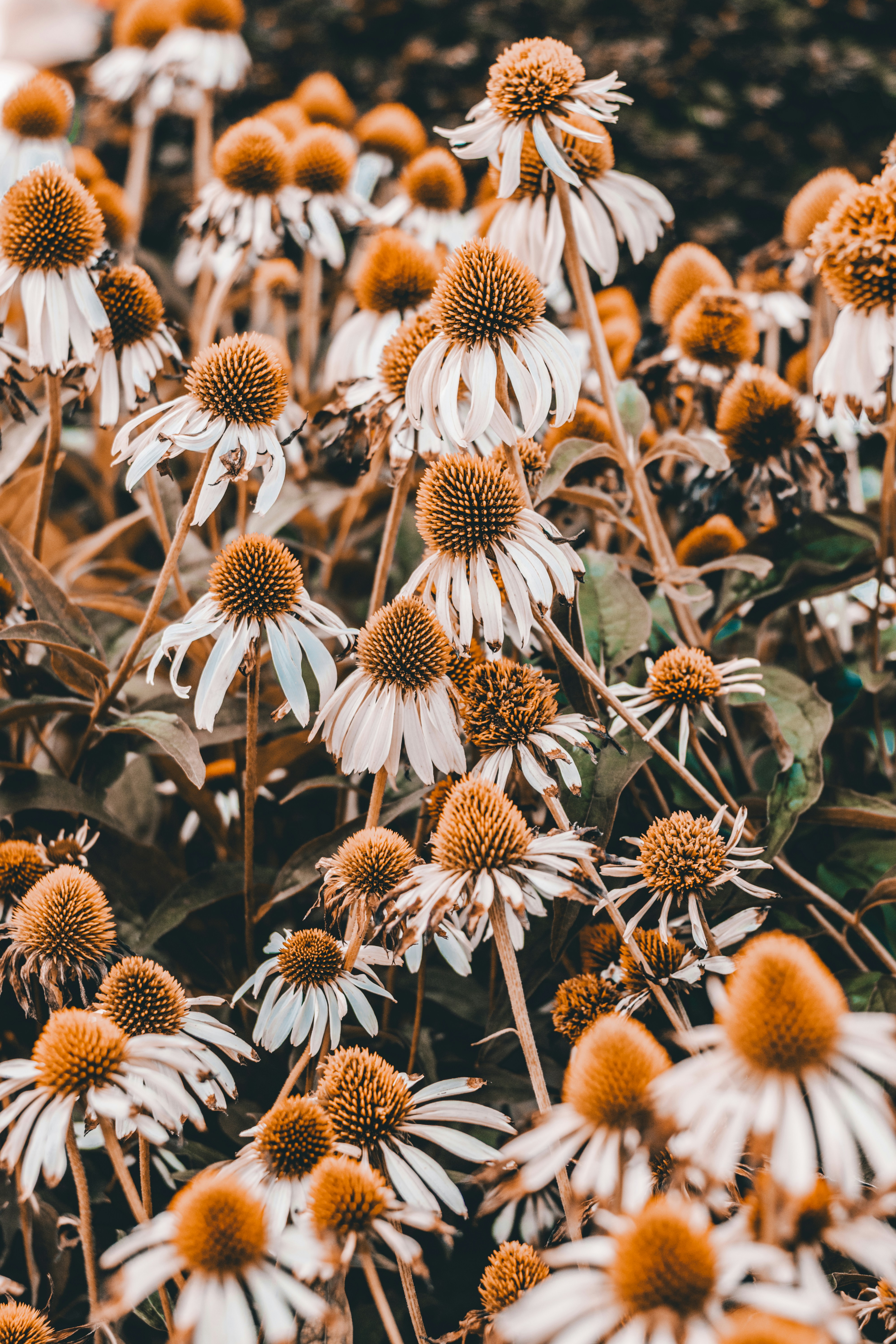 White Coneflowers In Bloom
