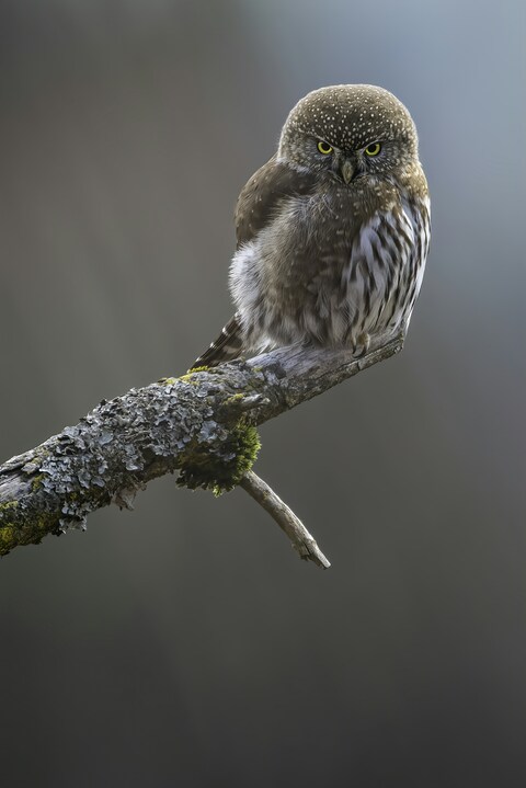 Pygmy Owl Perched on Branch