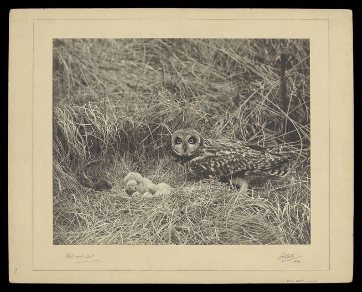 Short-eared Owl With Chicks at Nest
