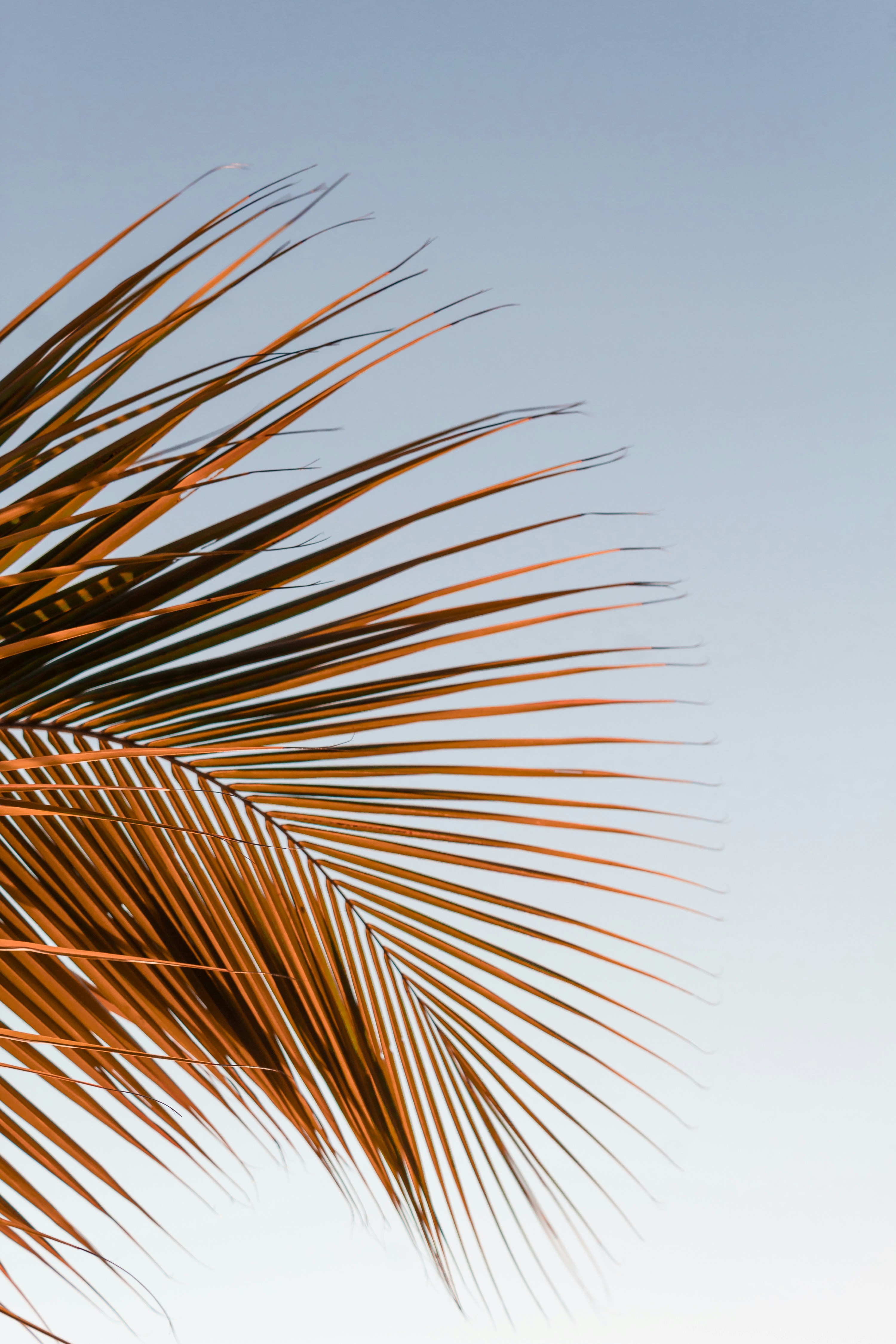 Coconut Palm Frond Against Sky