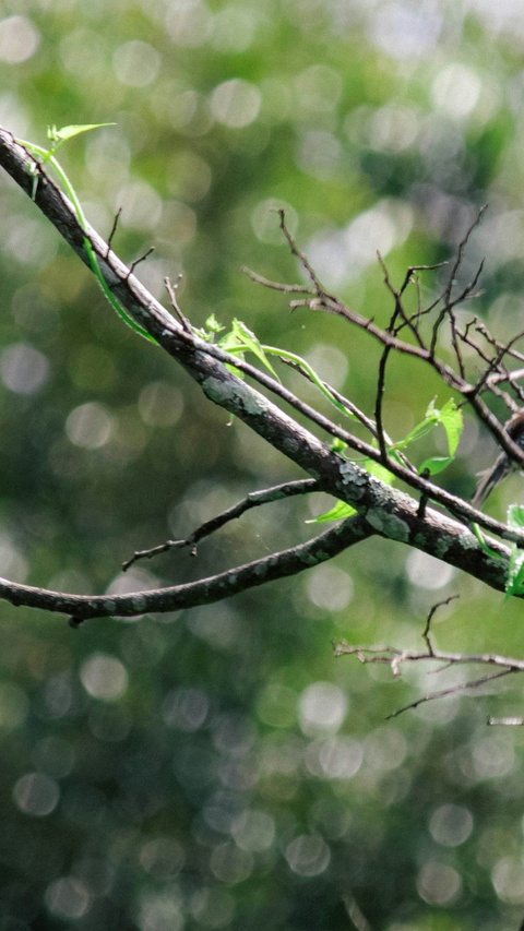Green Vine On Bare Branch