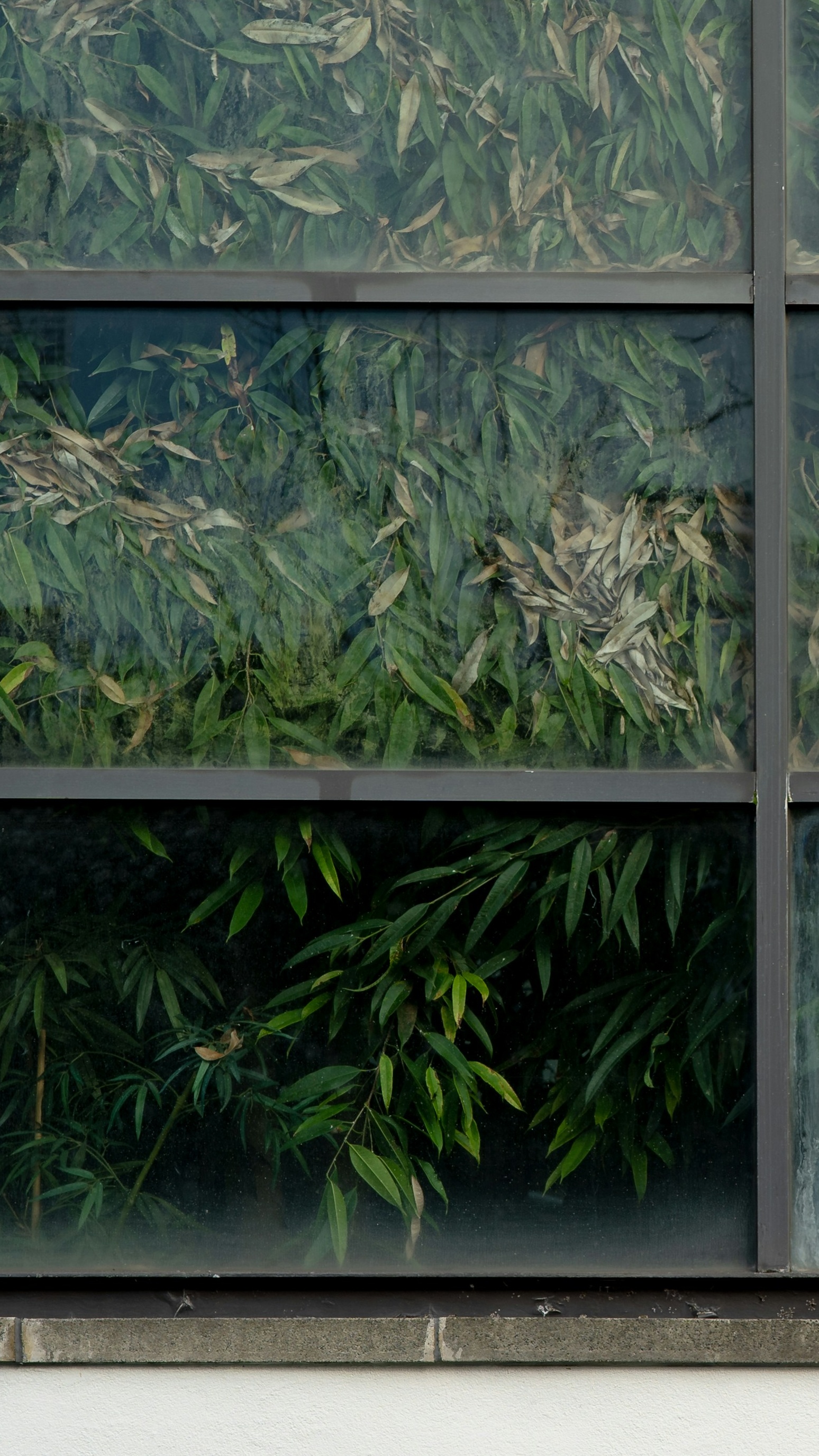 Foliage Seen Through Window Panes