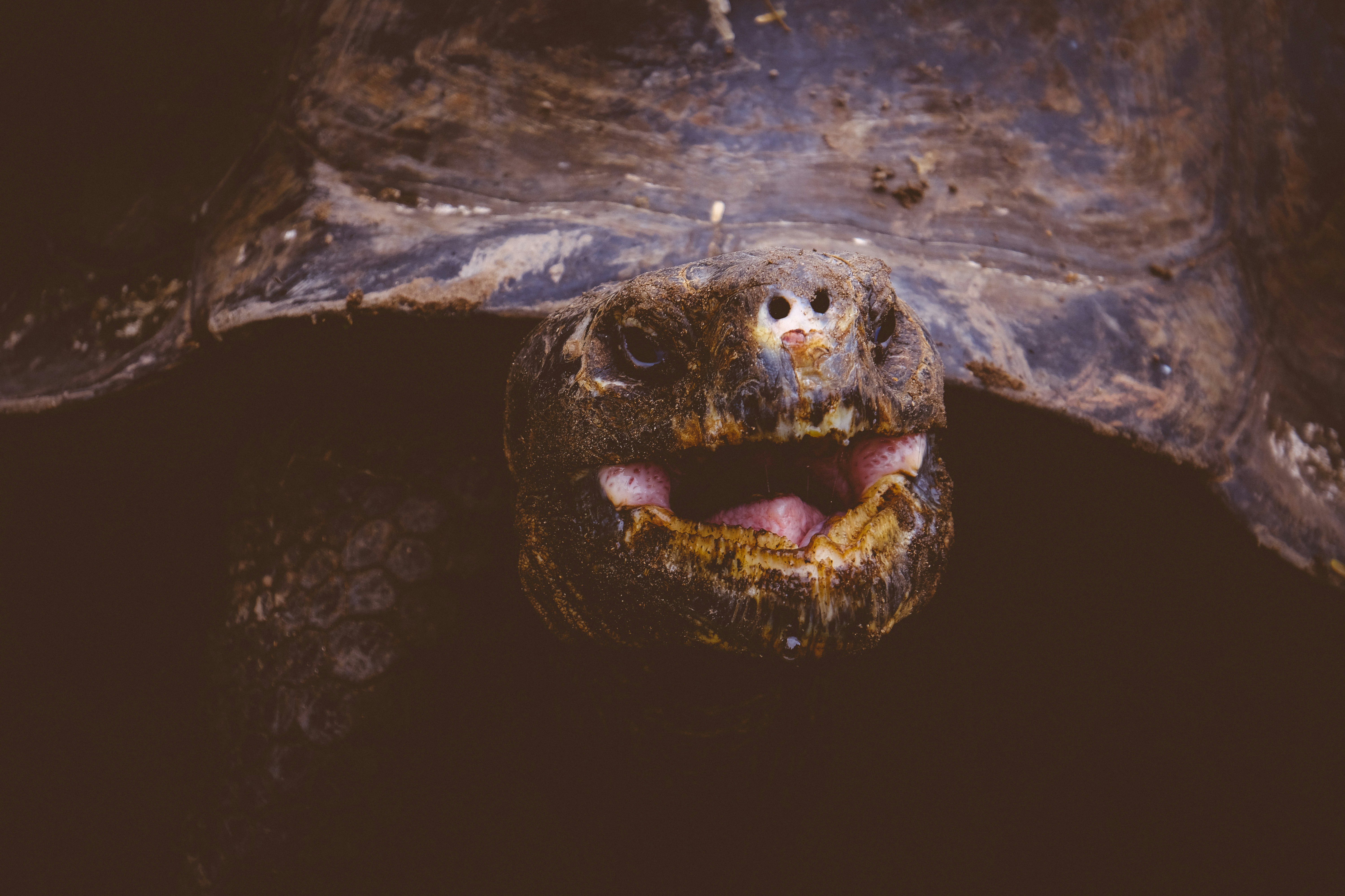Close Up of Giant Tortoise Head