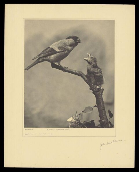 Adult Bullfinch and Begging Chick