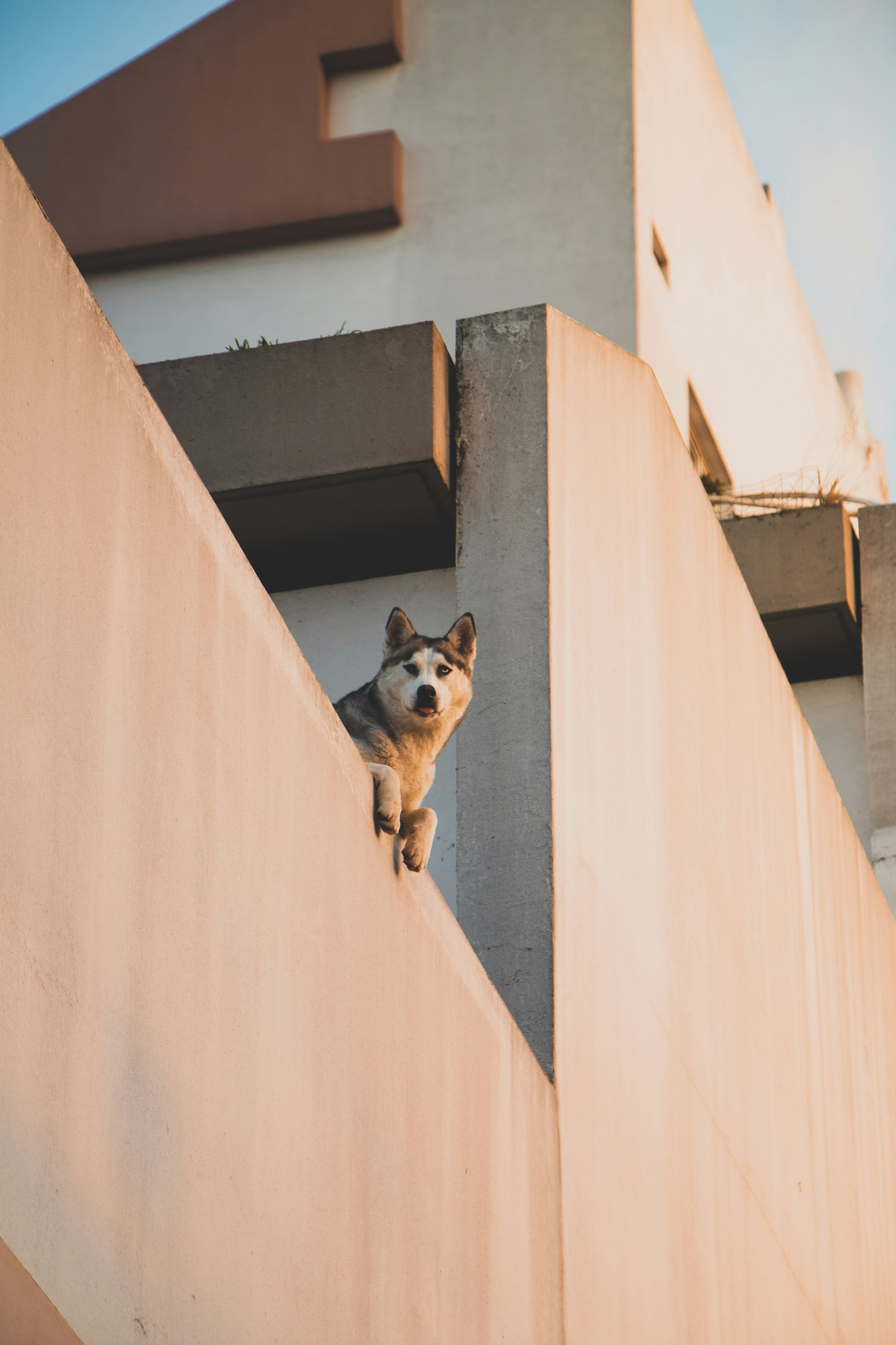 Husky Peeking Over Building Wall