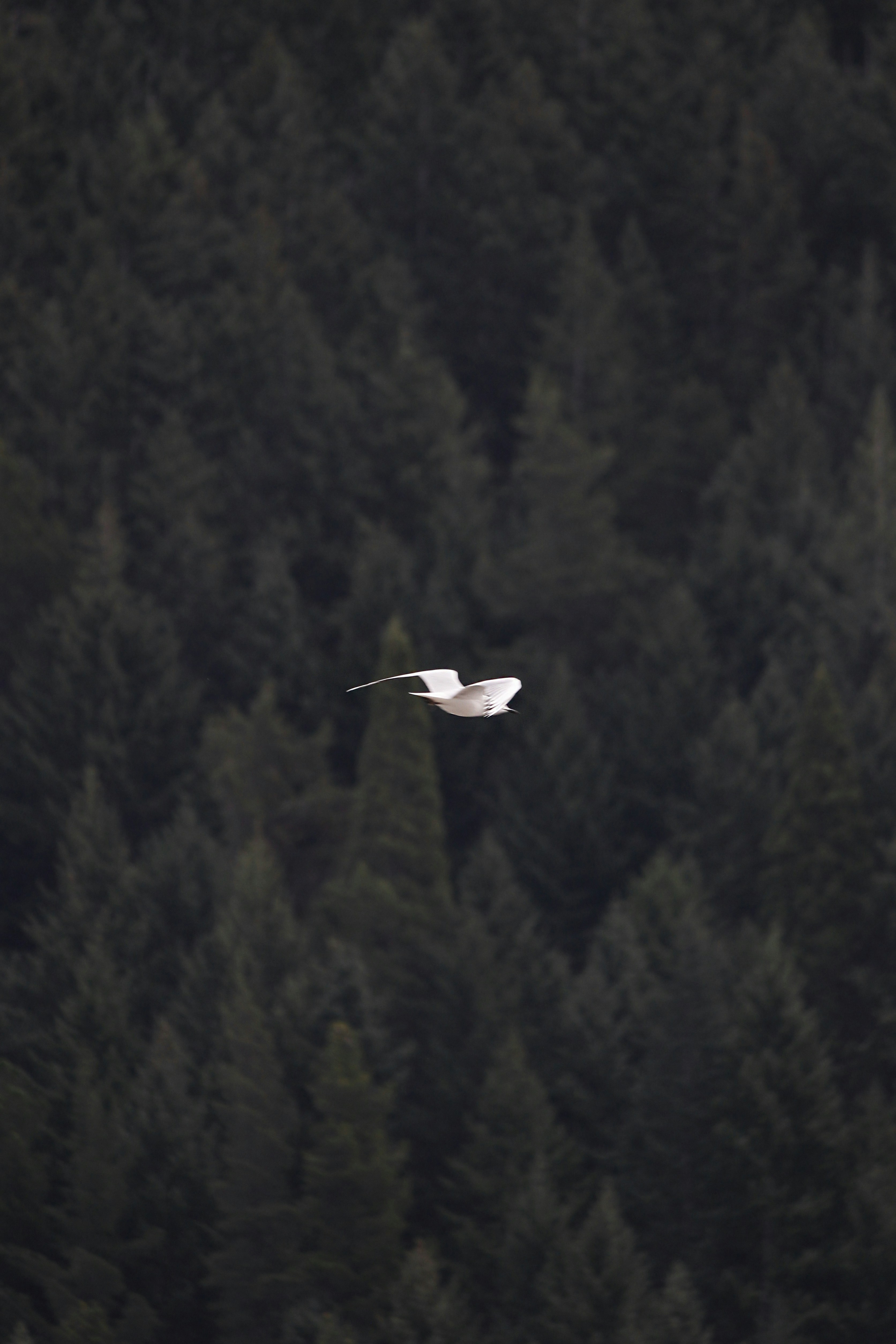 White Bird Flying Before Dark Forest