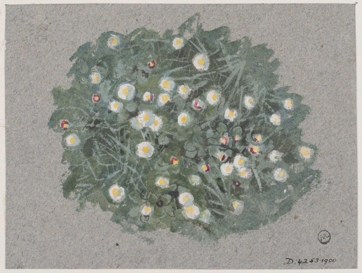 Bush of White Wildflowers