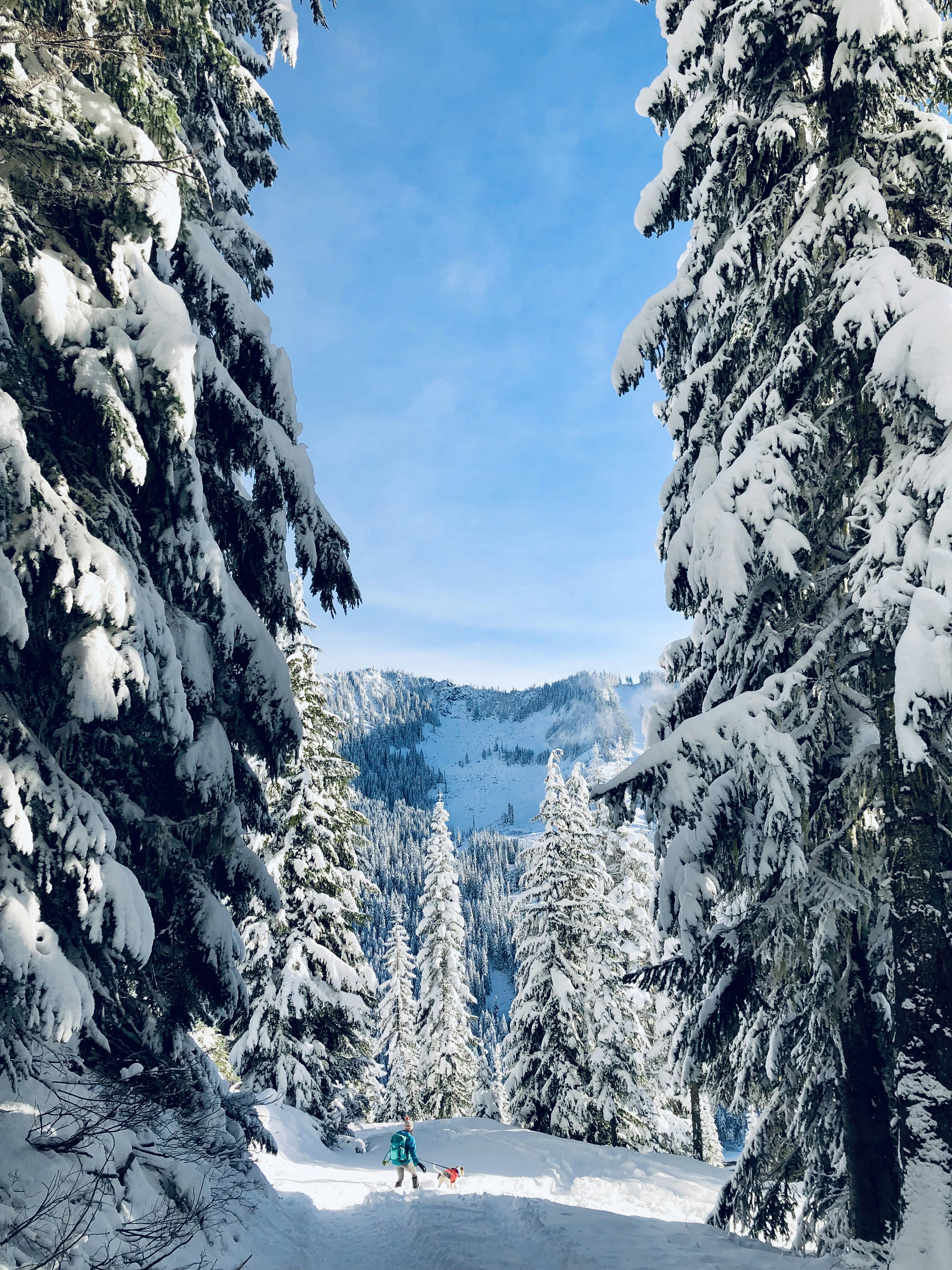 Snowy Forest Hike with Dog