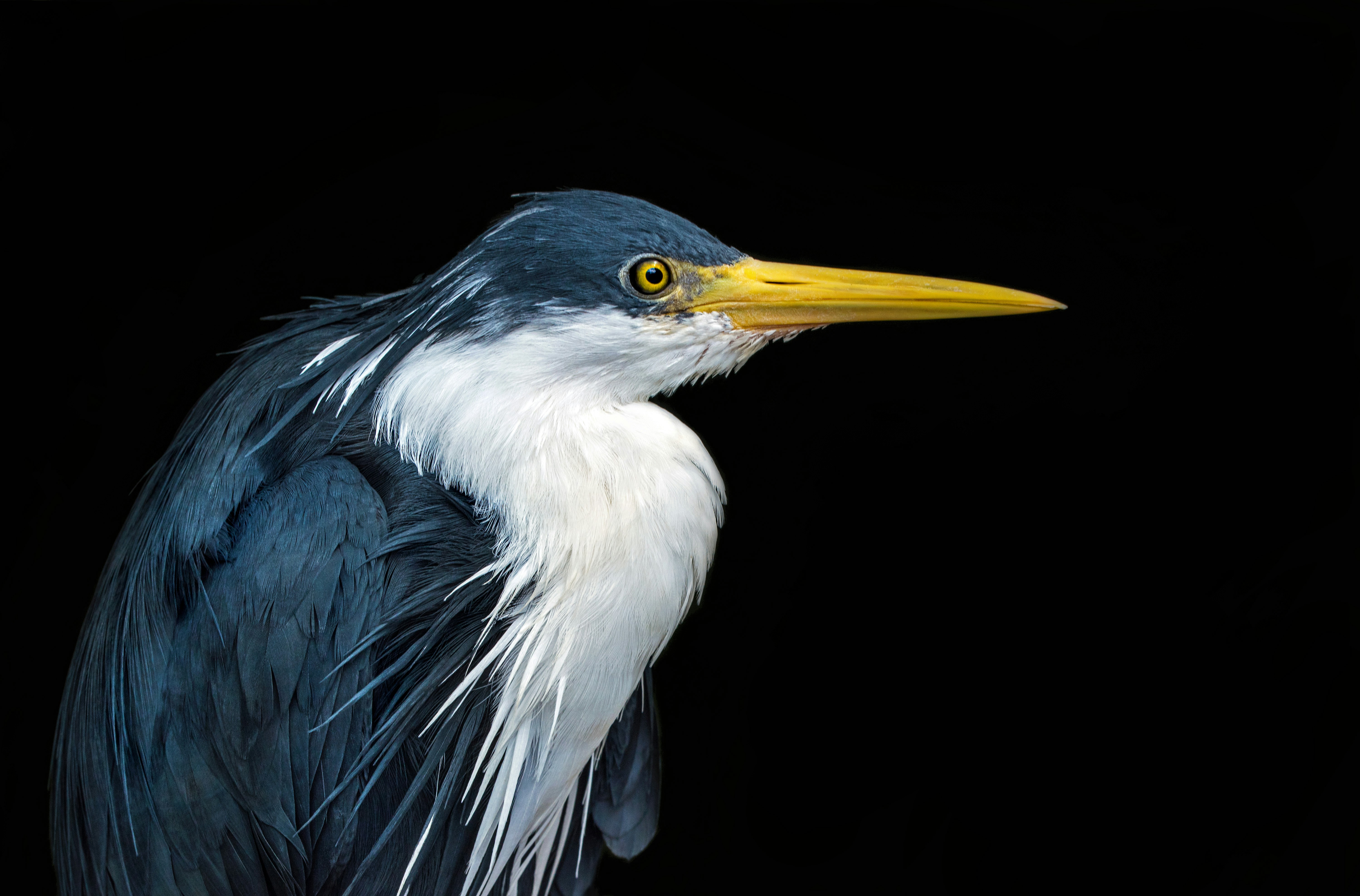 Close-up of a White-necked Heron