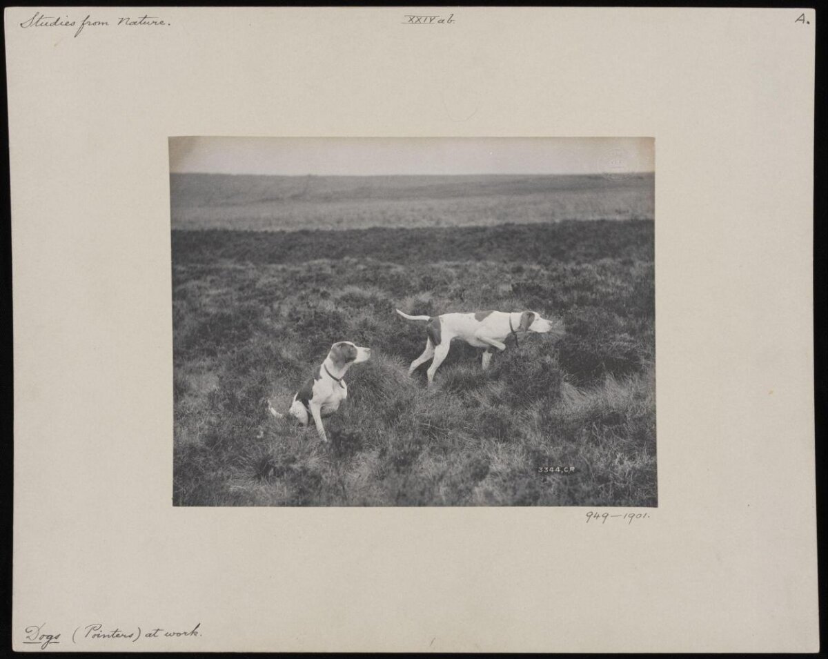 Two Pointer Dogs at Work