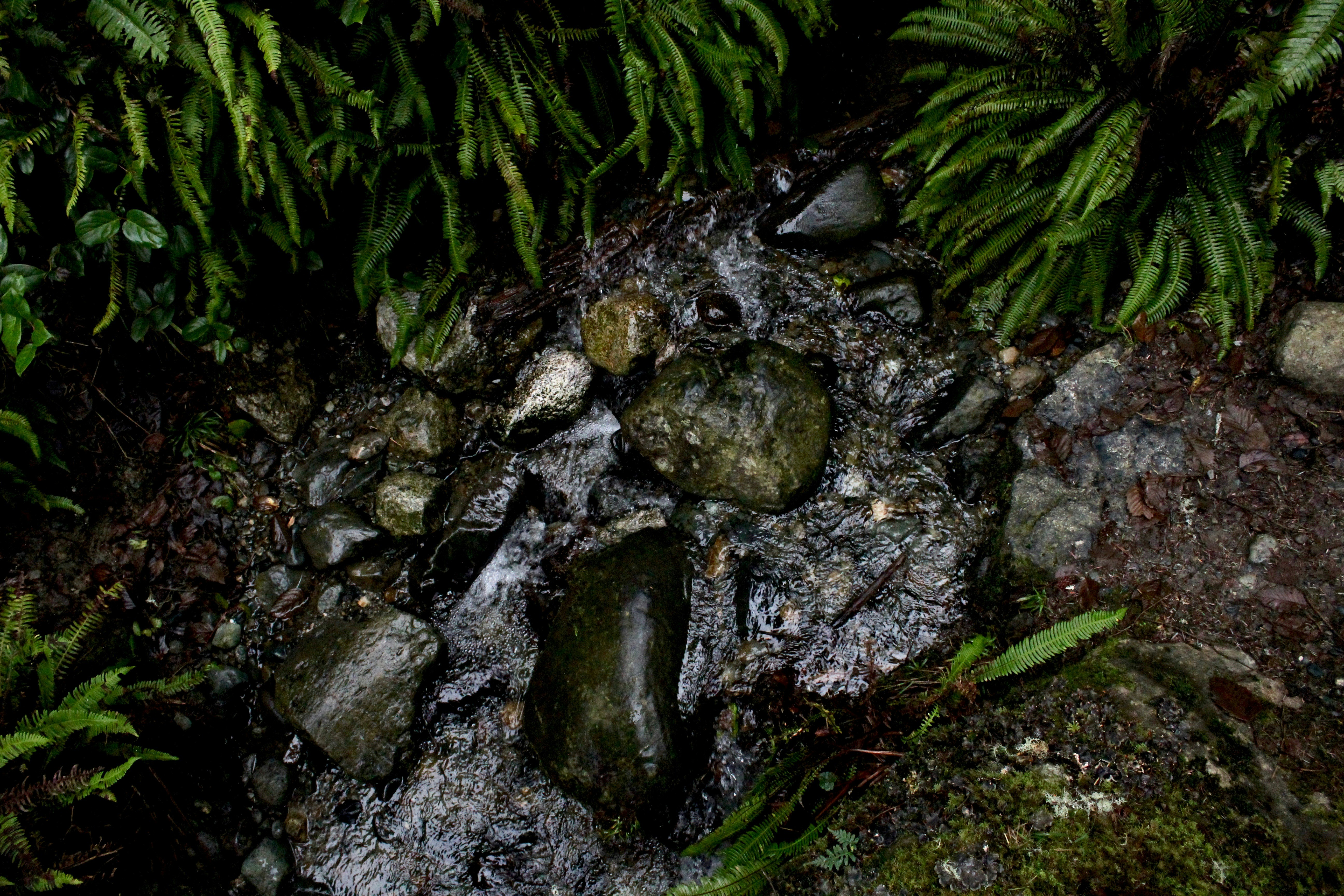 Forest Stream Surrounded by Ferns